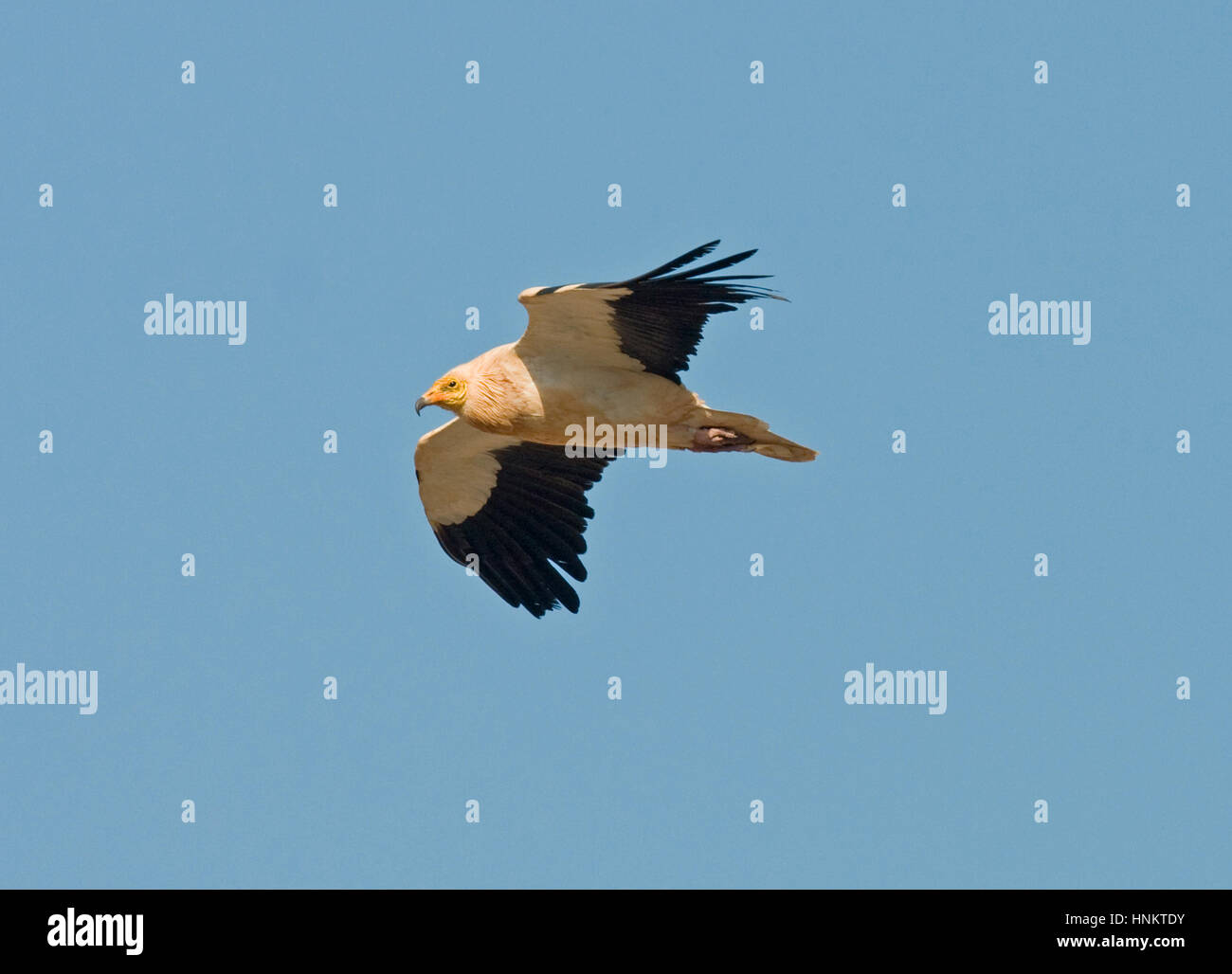 Des Canaries Percnoptère Neophron percnopterus - majorensis Banque D'Images