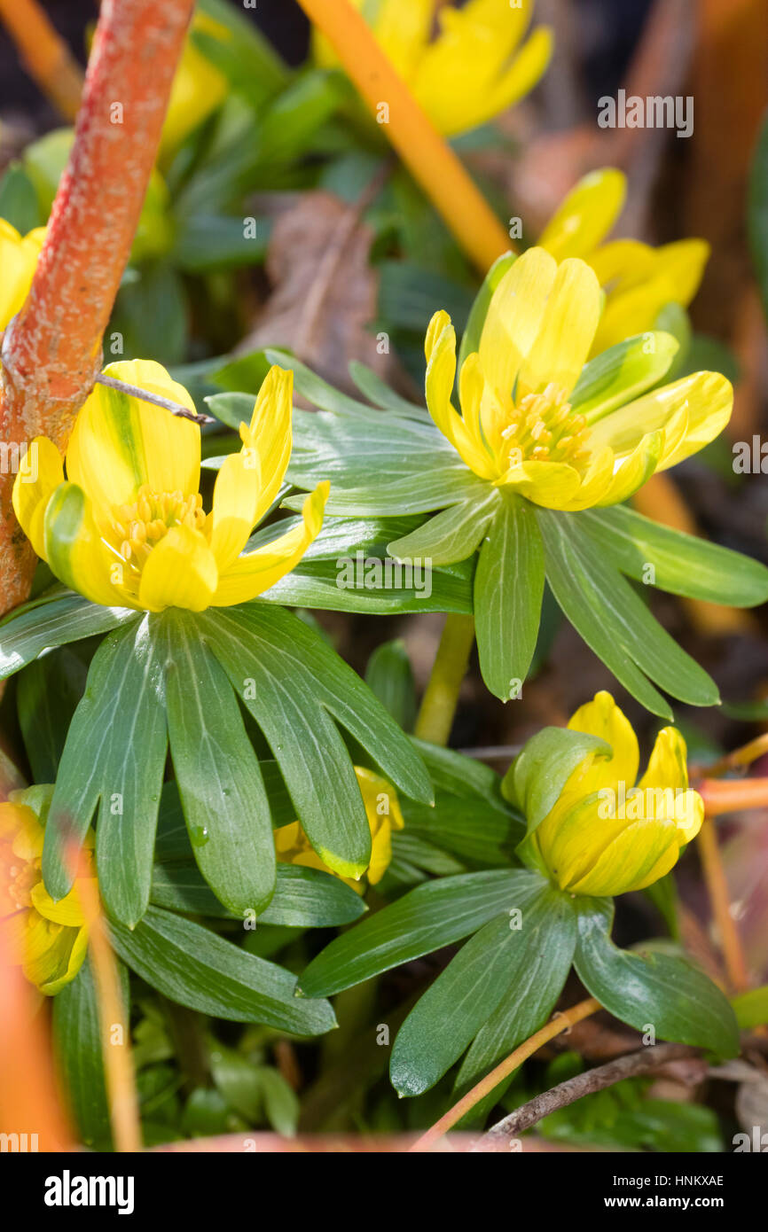 La fin de l'hiver, fleurs d'une fertile, forme semi-double de l'aconit d'hiver, Eranthis hyemalis Banque D'Images
