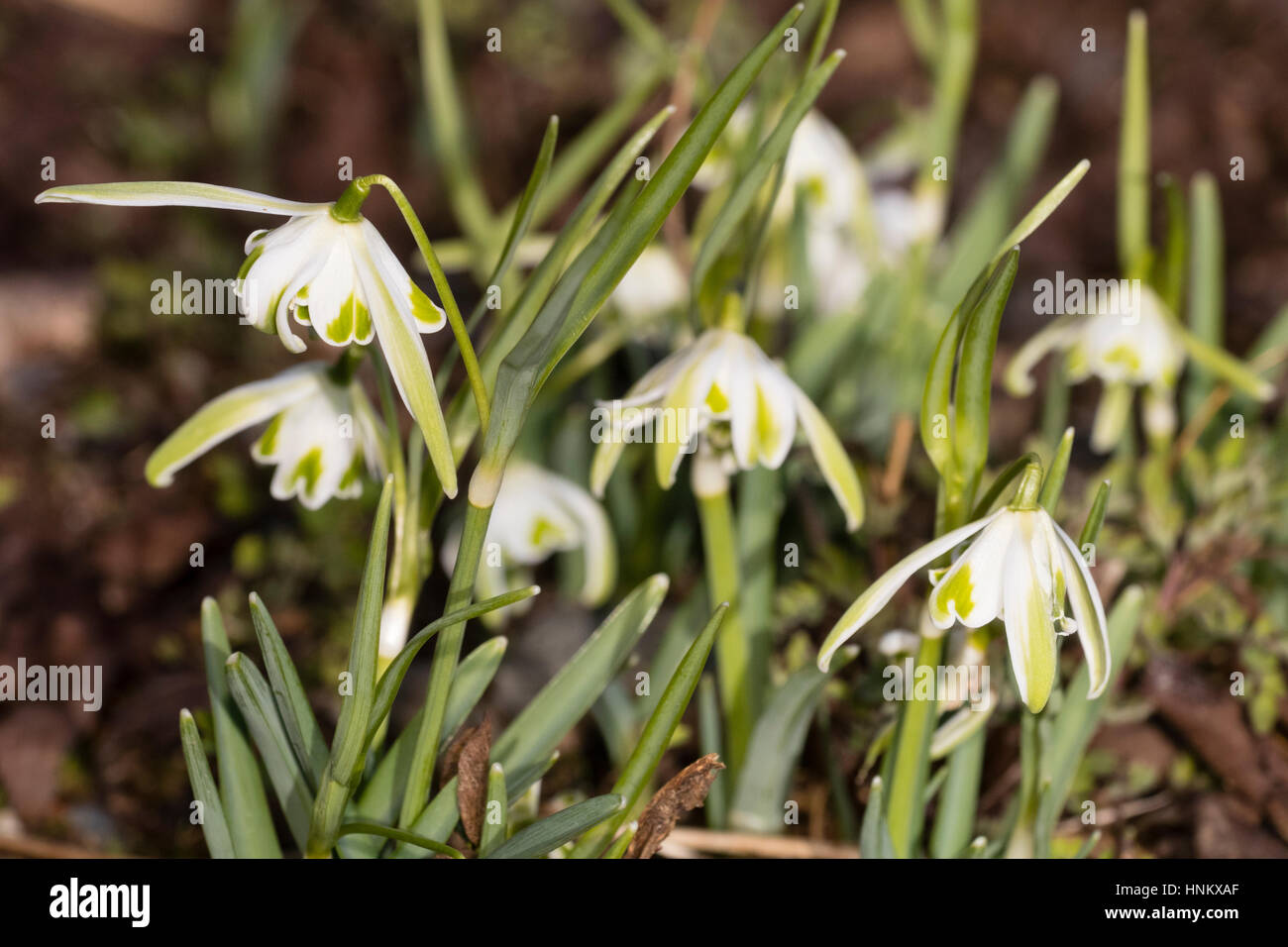 Groupe de floraison à la fin de l'hiver de l'insolite snowdrop, Galanthus nivalis 'Walrus' Banque D'Images