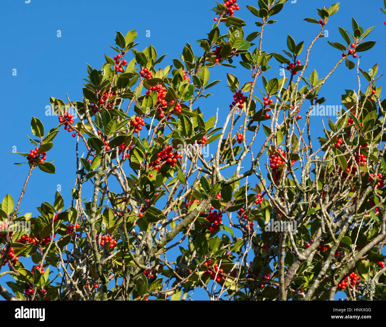 Holly Tree laden avec des baies à la Réserve Naturelle de Hollies, Shropshire. Banque D'Images