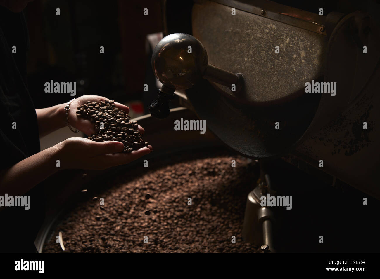 Un café. Une personne tenant une poignée de haricots rôti frais au-dessus d'un fût en métal pleine de grains de café. Banque D'Images