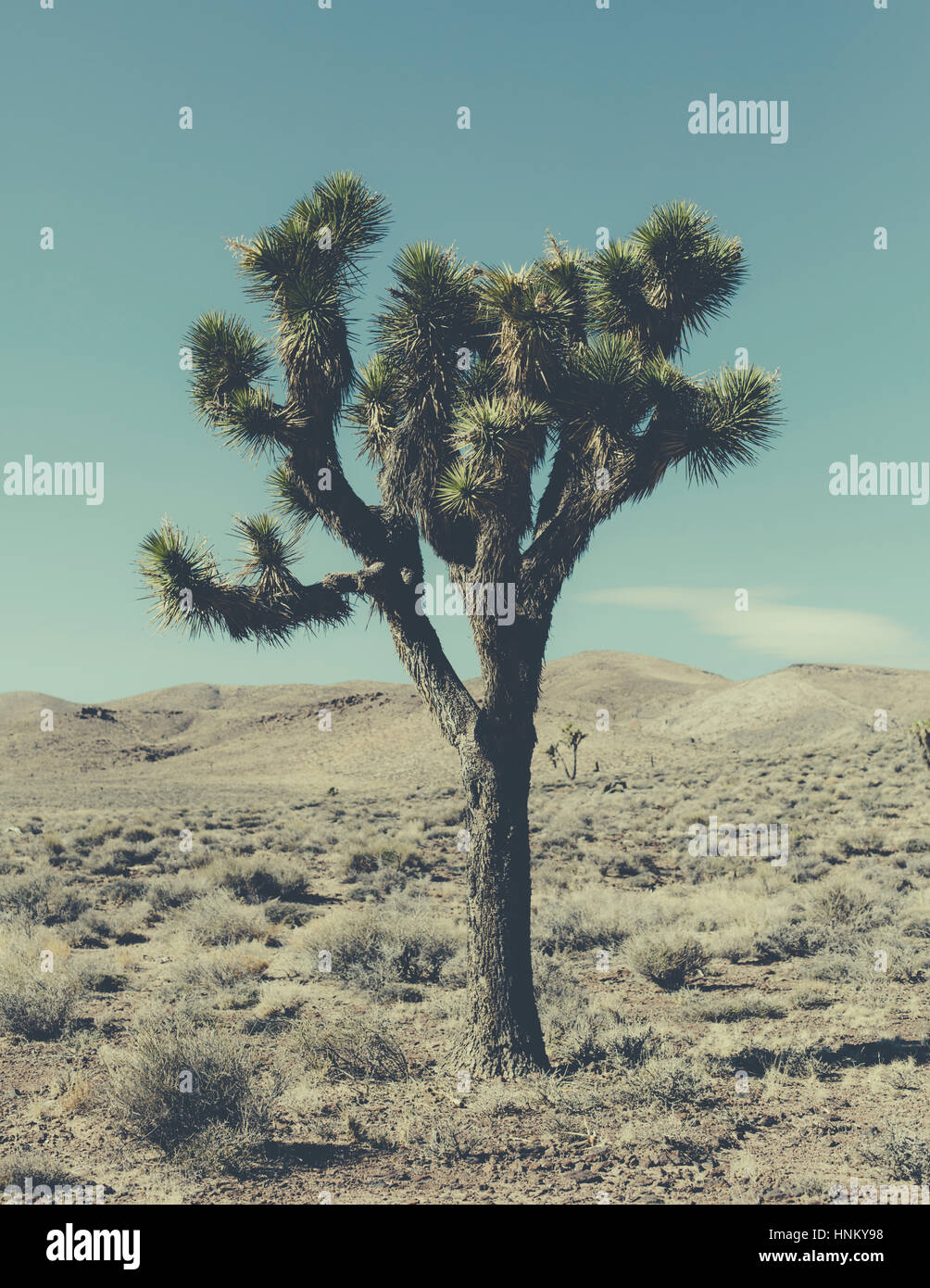 Un seul Joshua tree, Yucca brevifolia, dans un désert Banque D'Images