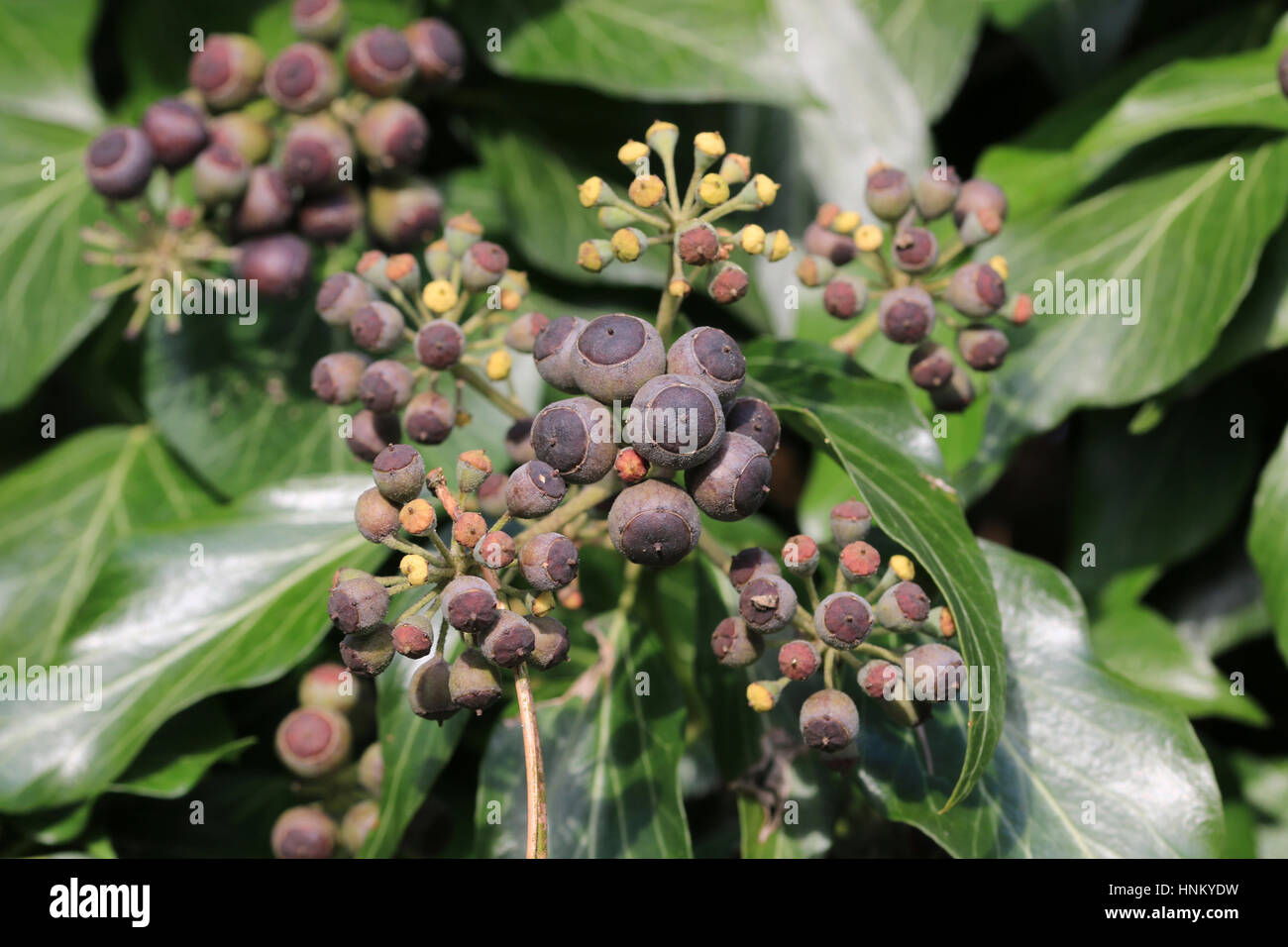 Le lierre anglais berries Banque D'Images