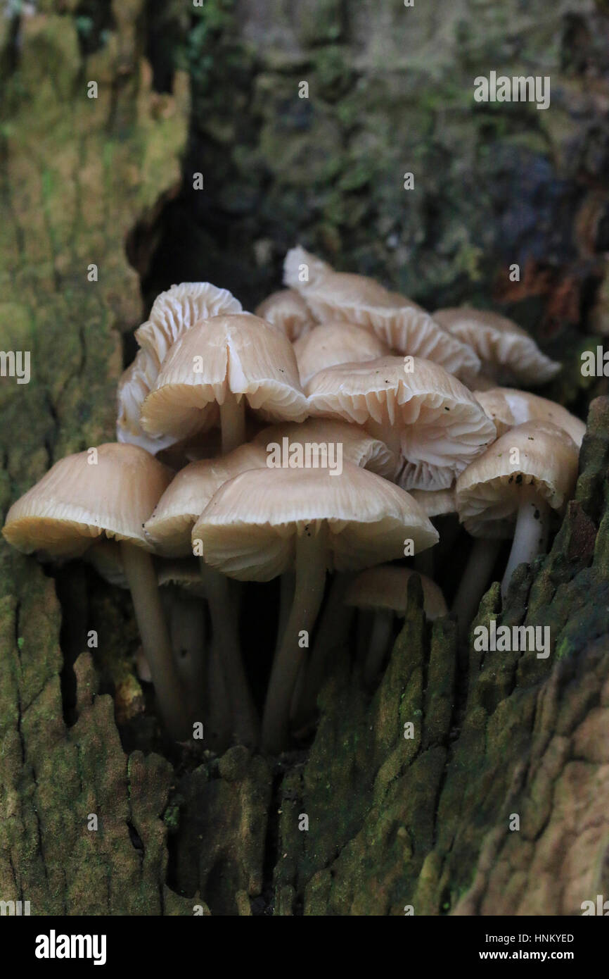 Champignon poussant dans un creux dans un vieil arbre Banque D'Images