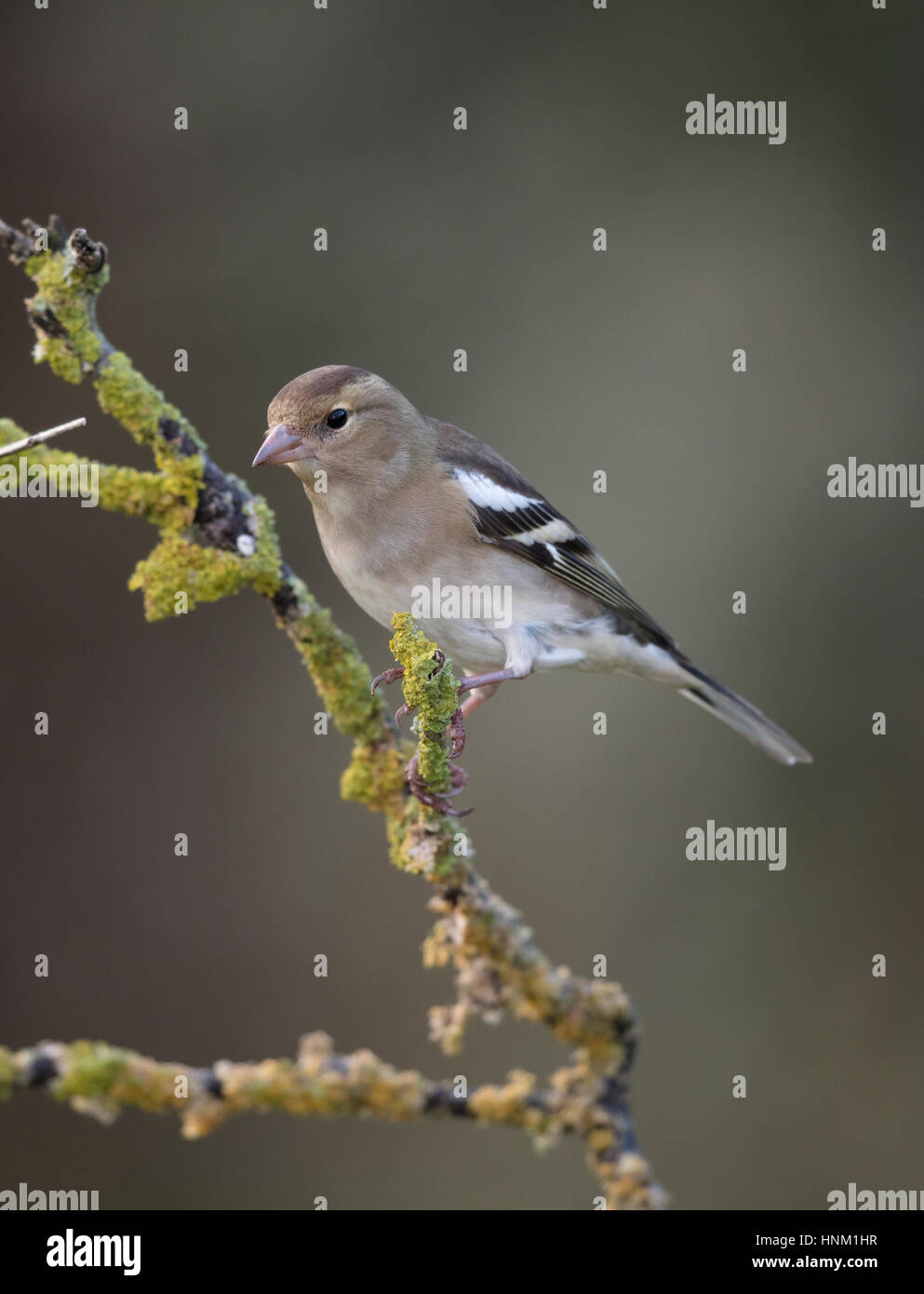 Chaffinch (Fringilla coelebs) sur un lichen couvertes,direction de galles,hiver,2017 Banque D'Images
