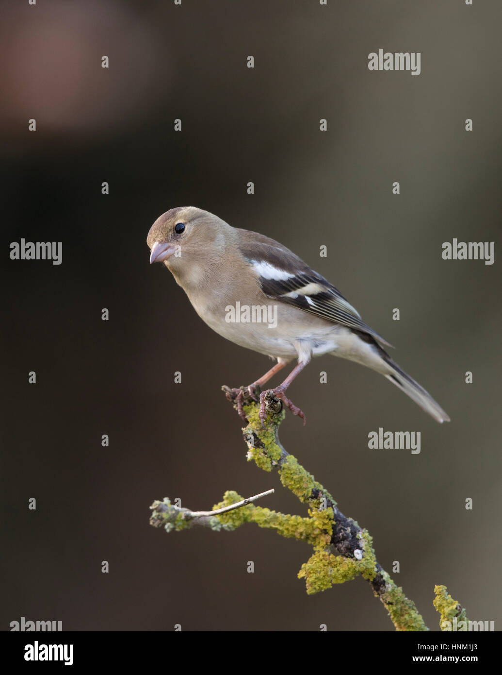 Chaffinch (Fringilla coelebs) sur un lichen couvertes,direction de galles,hiver,2017 Banque D'Images