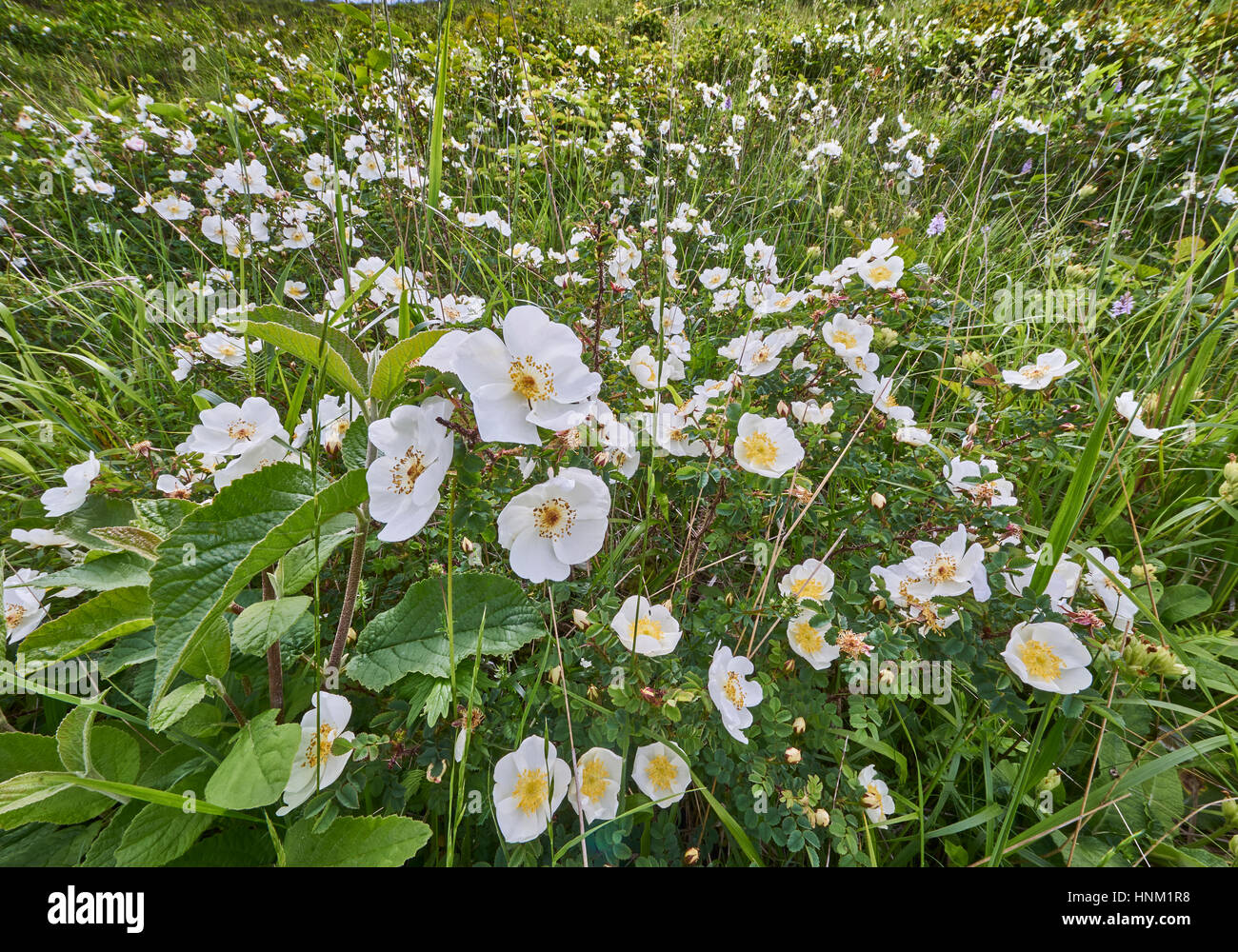 Burnett Rose, Rosa pimpinellifolia sur le parc national des South Downs Banque D'Images