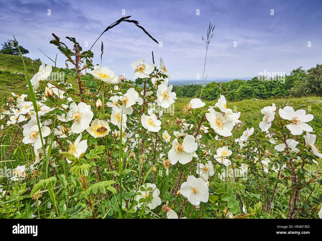 Burnett Rose, Rosa pimpinellifolia sur le parc national des South Downs Banque D'Images Burnett Rose, Rosa pimpinellifolia sur le parc national des South Downs Banque D'Images