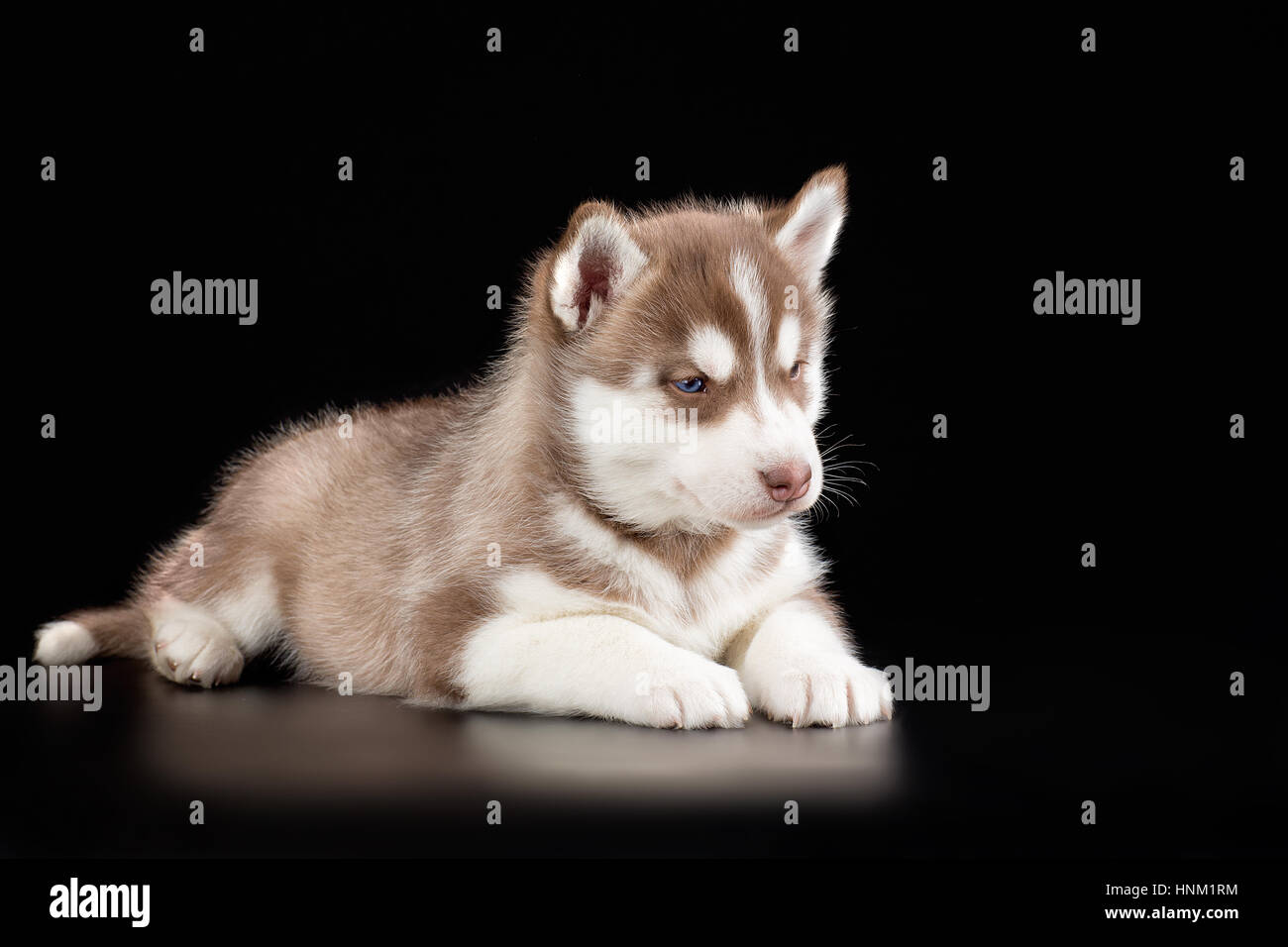 Adorable petit chiot de husky syberian sur fond noir Banque D'Images