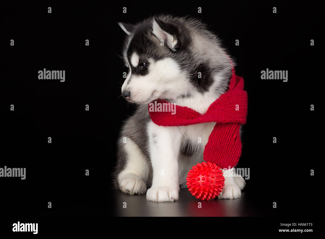 Alaskan husky puppy Banque de photographies et d'images à haute résolution  - Alamy