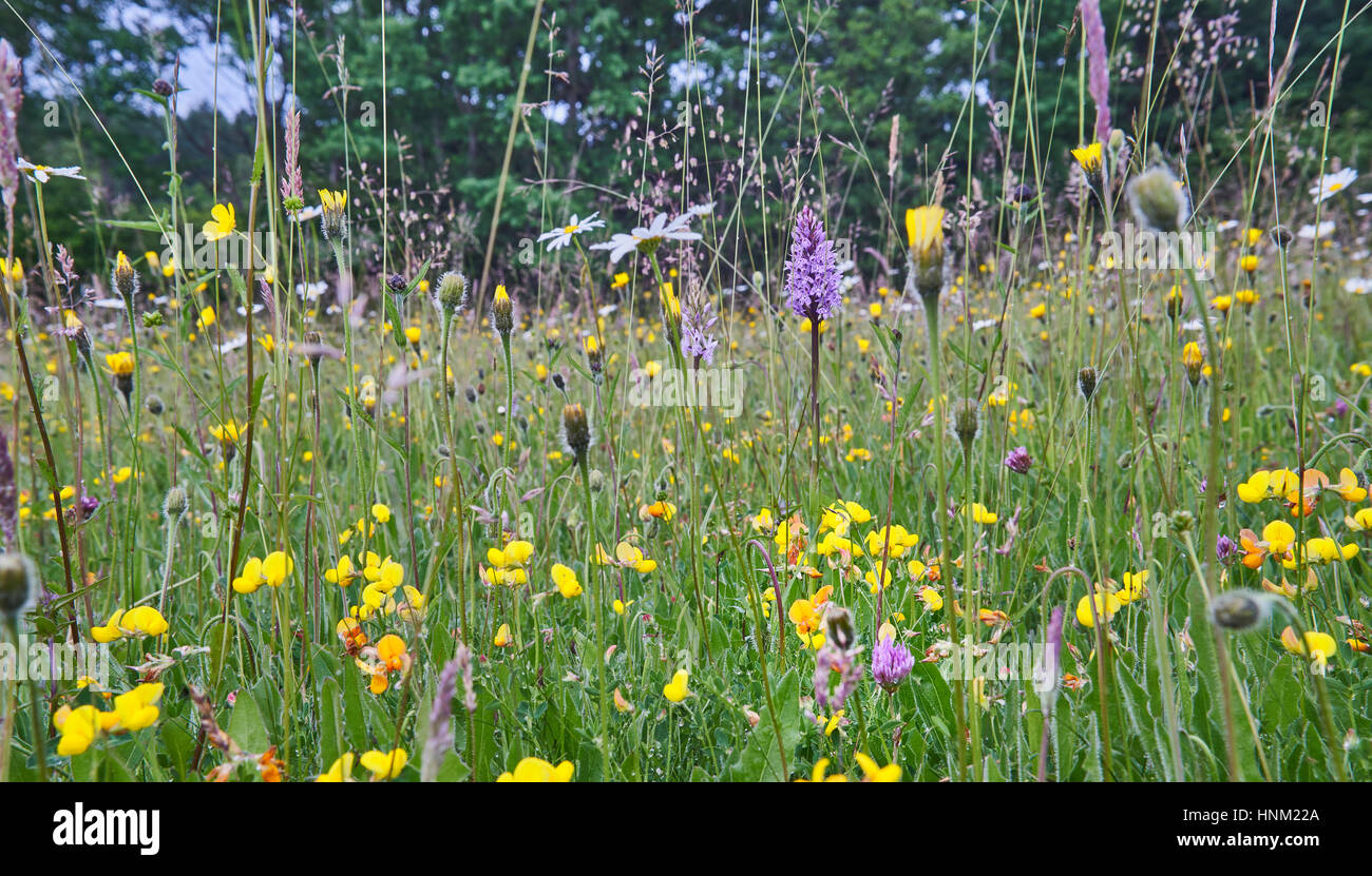 Fleurs sauvages dans l'hay Meadow Sussex High Weald Banque D'Images