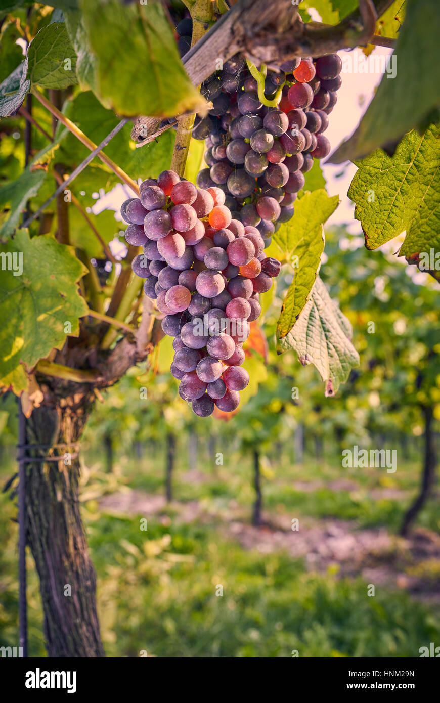 Les raisins noirs de plus en plus sur la vigne dans un vignoble français sur les South Downs Banque D'Images Les raisins noirs de plus en plus sur la vigne dans un vignoble français sur les South Downs Banque D'Images