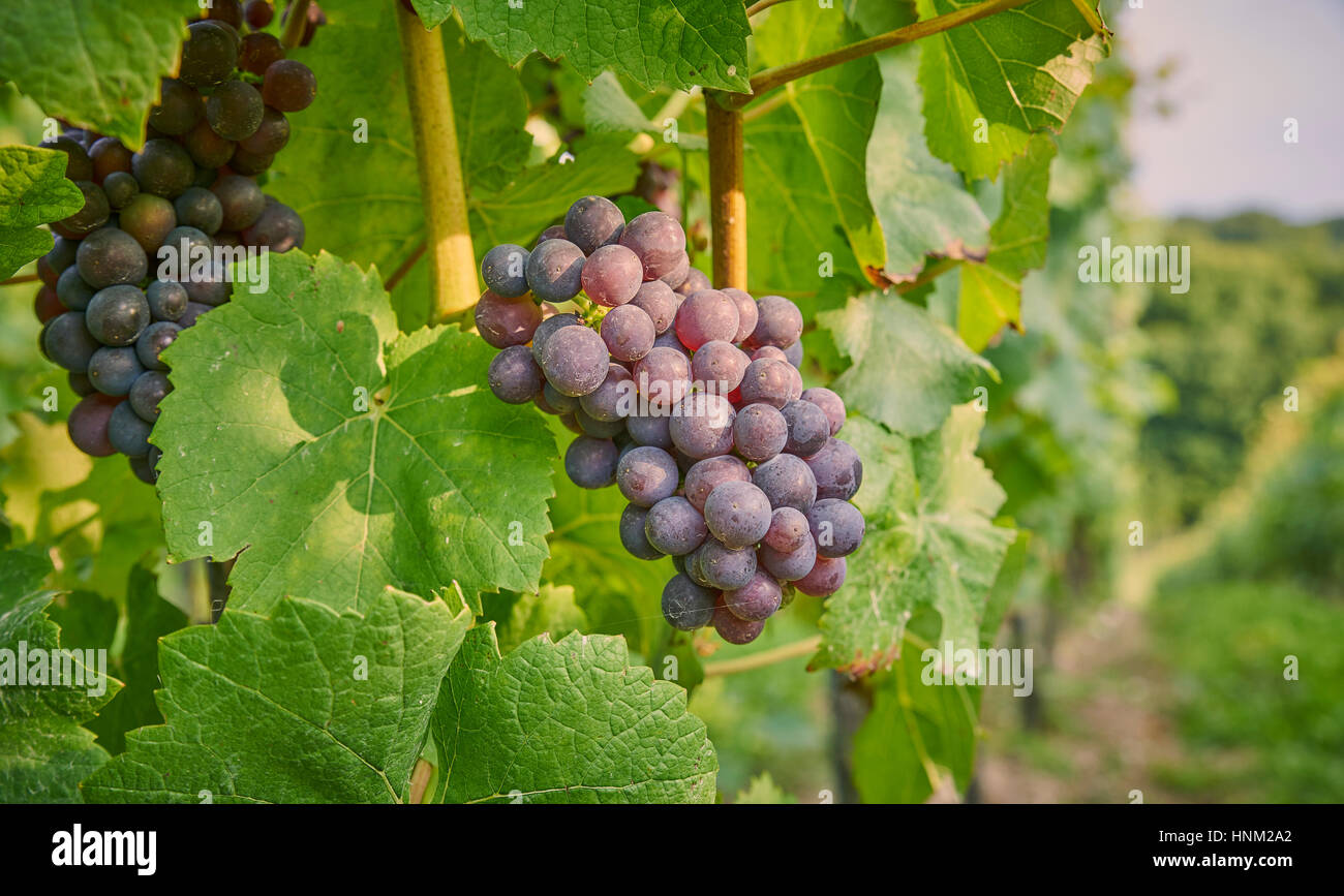Les raisins noirs de plus en plus sur la vigne dans un vignoble français sur les South Downs Banque D'Images Les raisins noirs de plus en plus sur la vigne dans un vignoble français sur les South Downs Banque D'Images