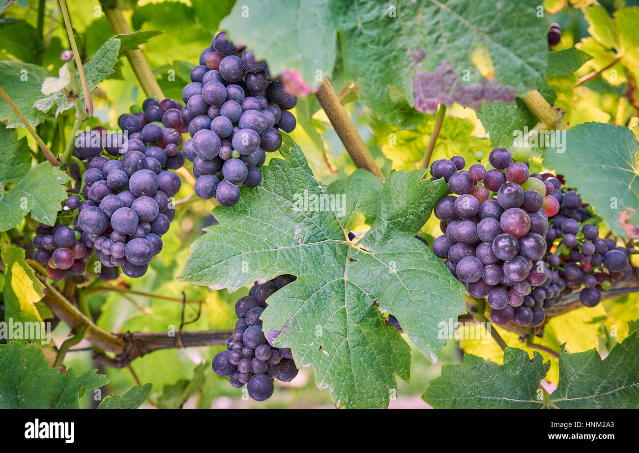 Les raisins noirs de plus en plus sur la vigne dans un vignoble français sur les South Downs Banque D'Images Les raisins noirs de plus en plus sur la vigne dans un vignoble français sur les South Downs Banque D'Images