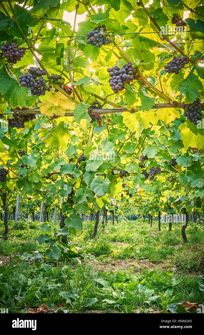 Les raisins noirs de plus en plus sur la vigne dans un vignoble français sur les South Downs Banque D'Images Les raisins noirs de plus en plus sur la vigne dans un vignoble français sur les South Downs Banque D'Images