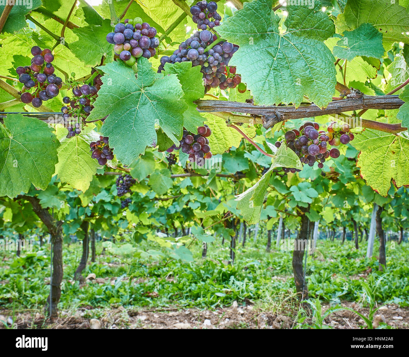 Les raisins noirs de plus en plus sur la vigne dans un vignoble français sur les South Downs Banque D'Images Les raisins noirs de plus en plus sur la vigne dans un vignoble français sur les South Downs Banque D'Images