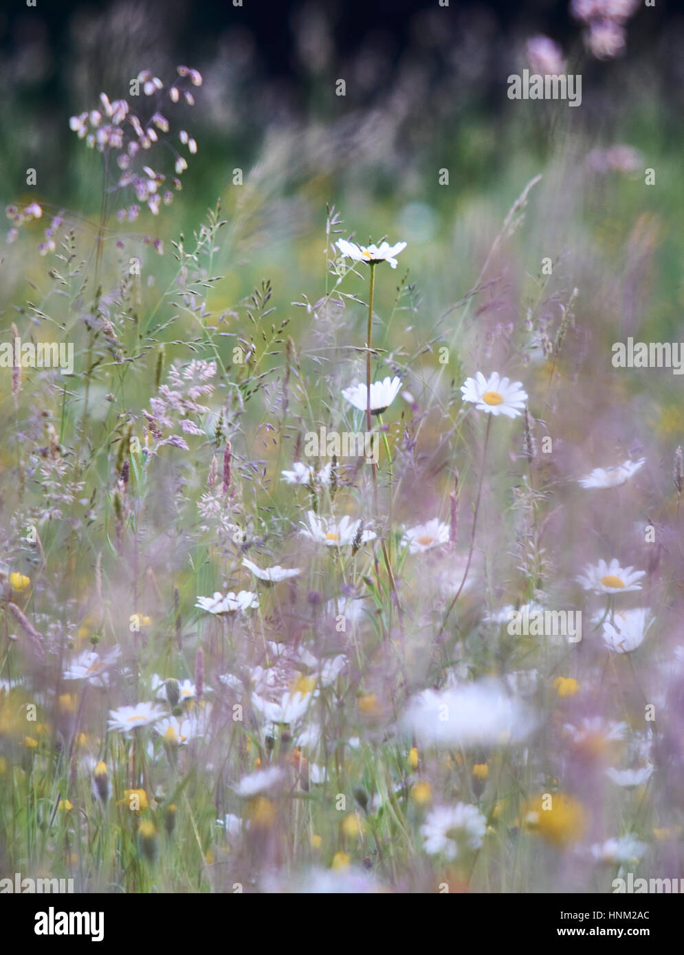 Wild Flower Meadow en été dans le Sussex High Weald Banque D'Images