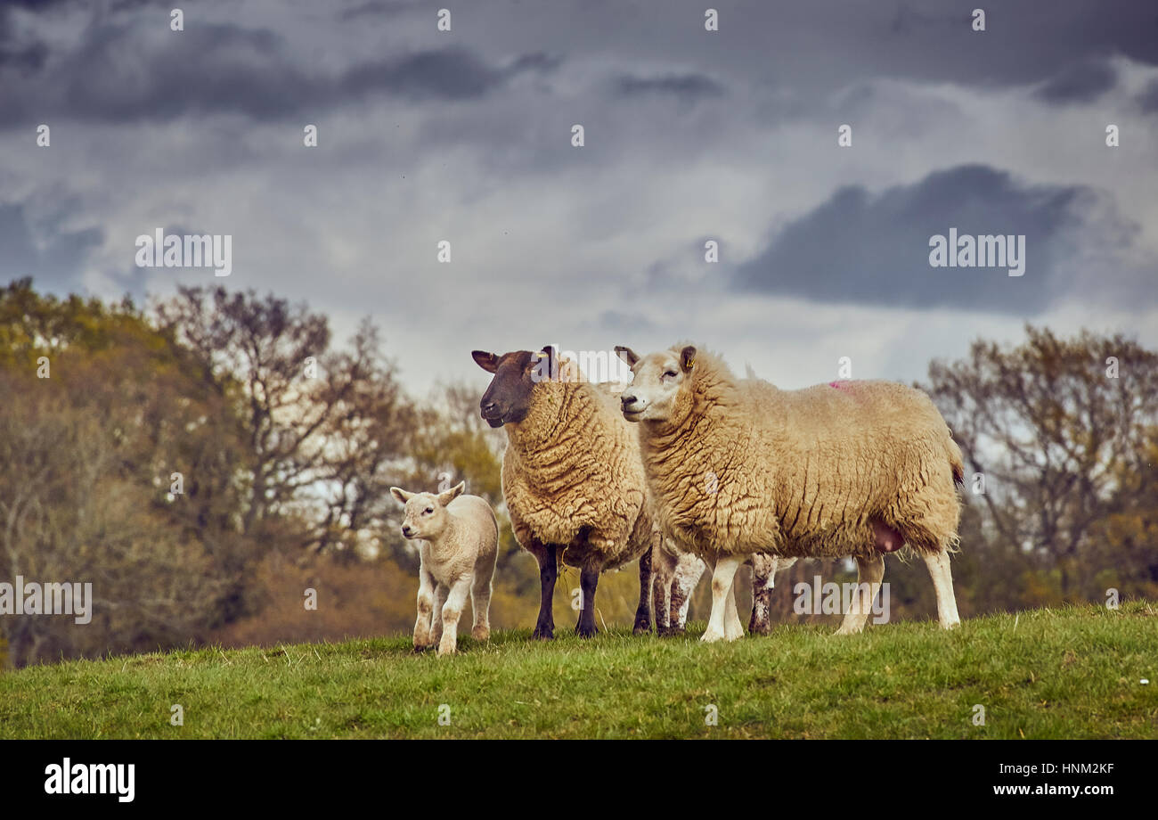 Visage noir et blanc avec un agneau moutons Banque D'Images