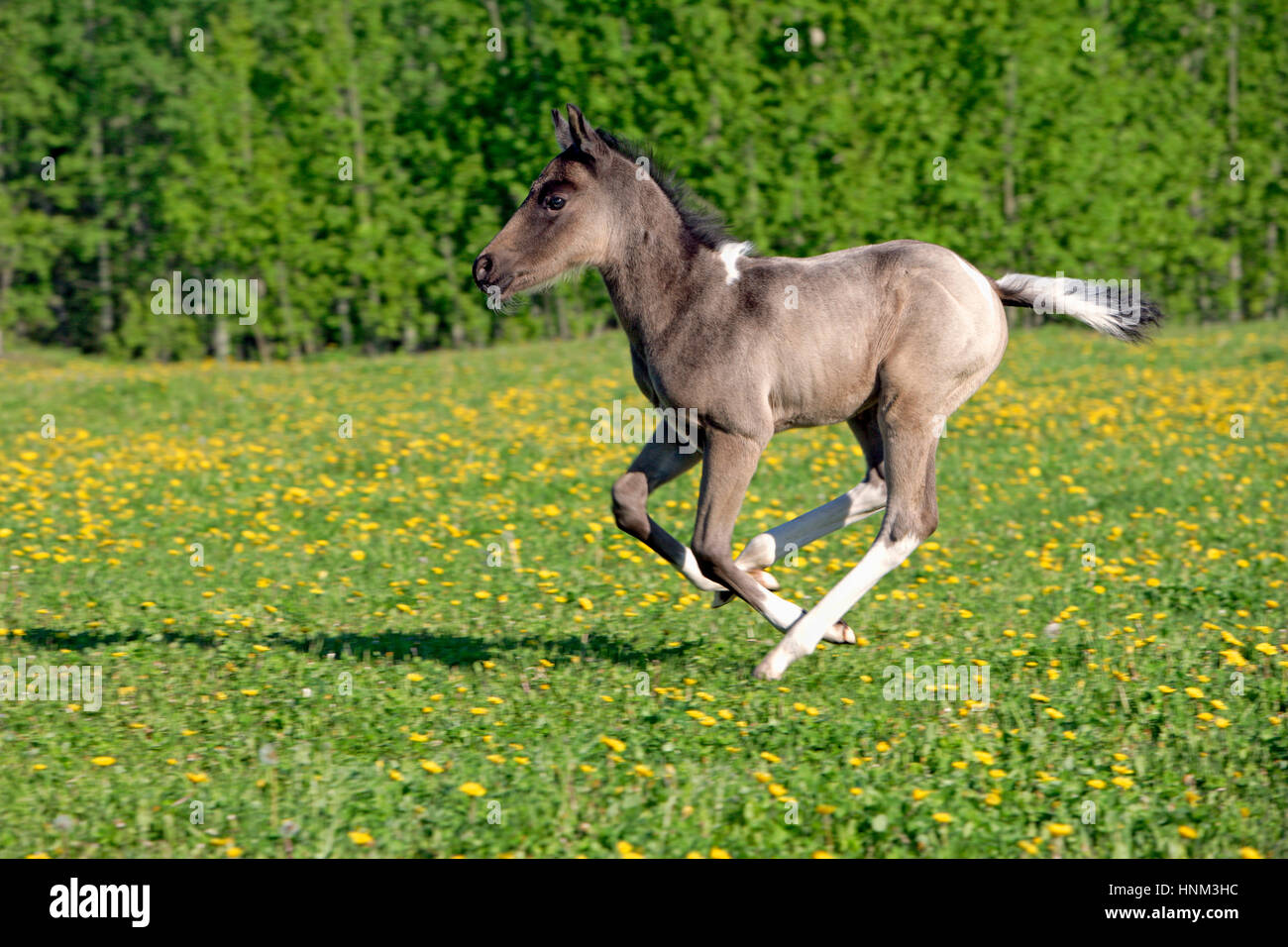 Poulain Quarter Horse ludique , quelques semaines, au galop dans la prairie au printemps. Banque D'Images