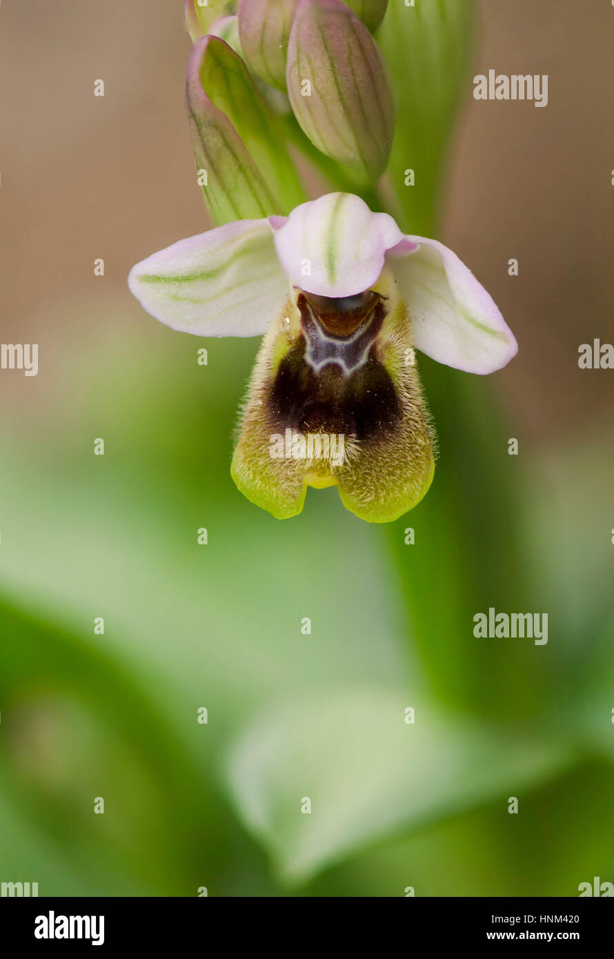 L'orchidée mouche, Ophrys tenthredinifera, Andalousie, au sud de l'Espagne Banque D'Images