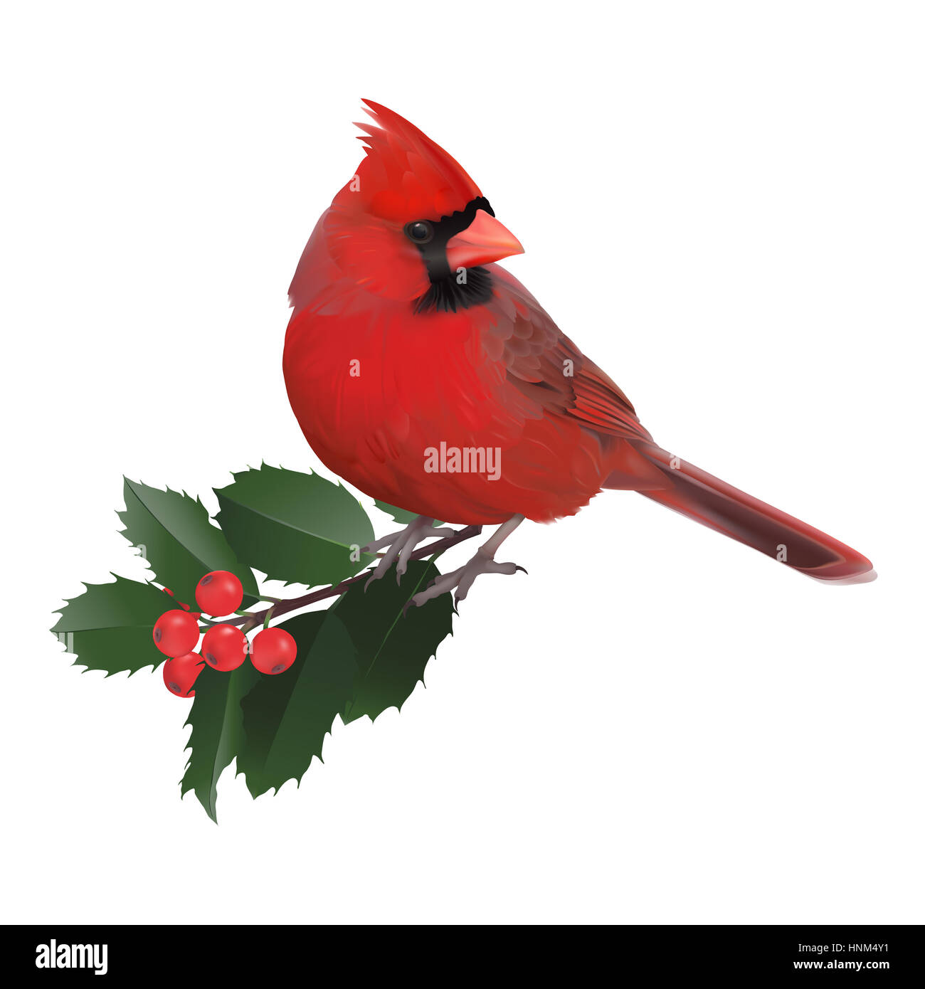 Cardinal rouge et une des baies de houx.illustration numérique réaliste sur fond blanc. Banque D'Images