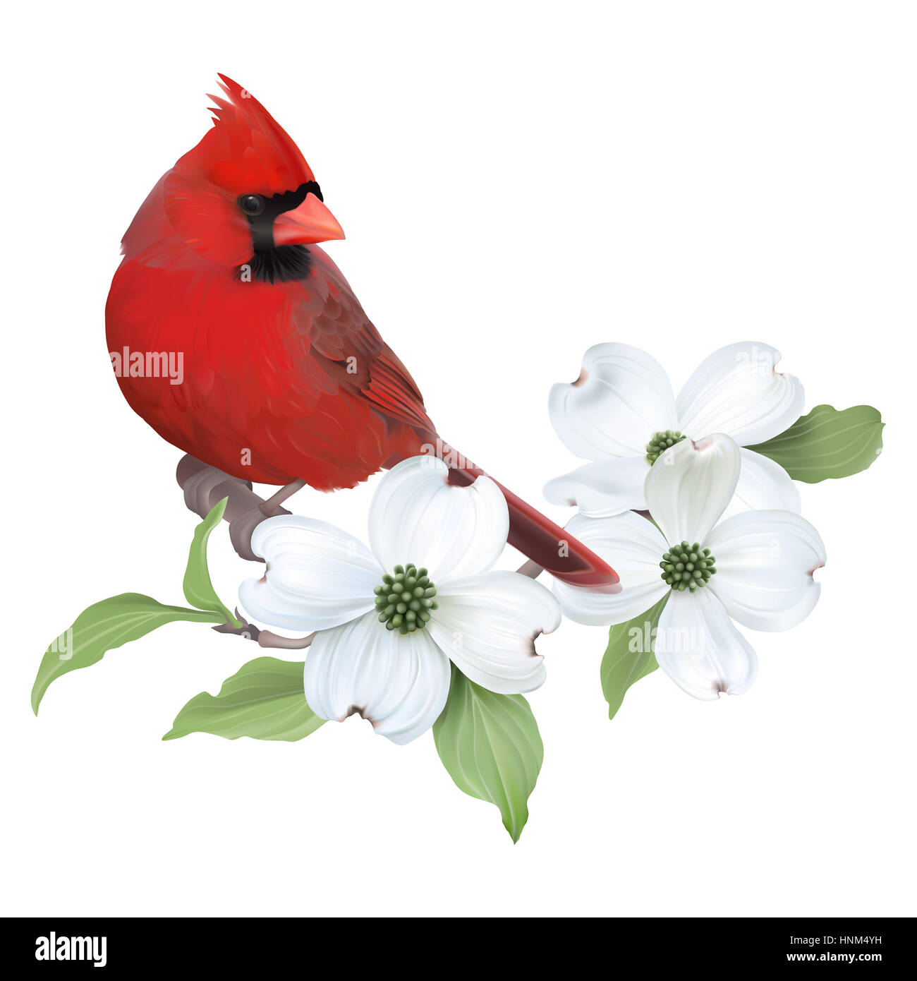 Cardinal rouge perché sur une branche de cornouiller blanc en fleurs. Illustration numérique réaliste, fond blanc. Banque D'Images