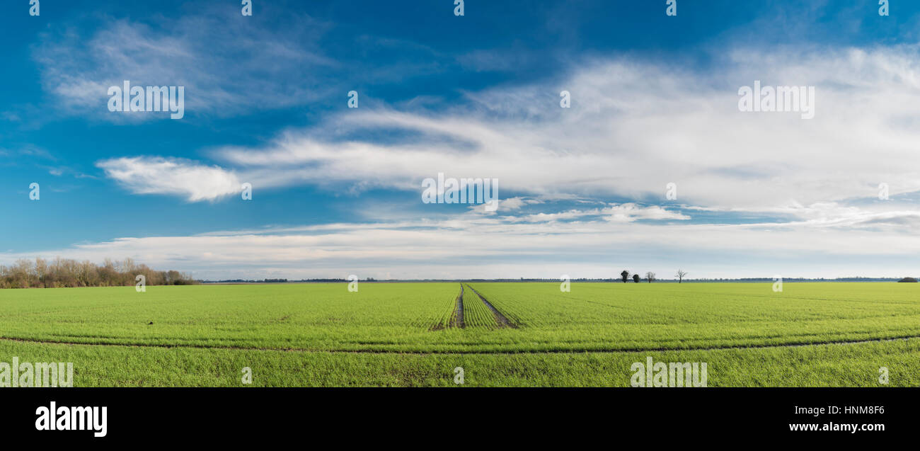 Anglais fenlands paysage d'hiver près de Thorney, Cambridgeshire, Angleterre, RU Banque D'Images