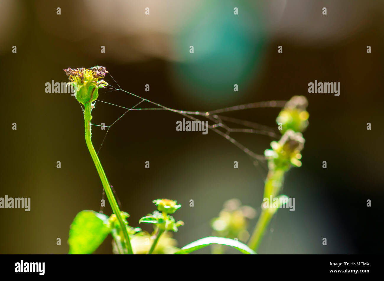 Spider web des bourgeons de fleurs de jasmin Banque D'Images