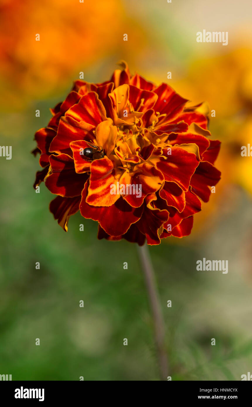 Mouche sur fleur dahlia colorés sur le pré. Banque D'Images