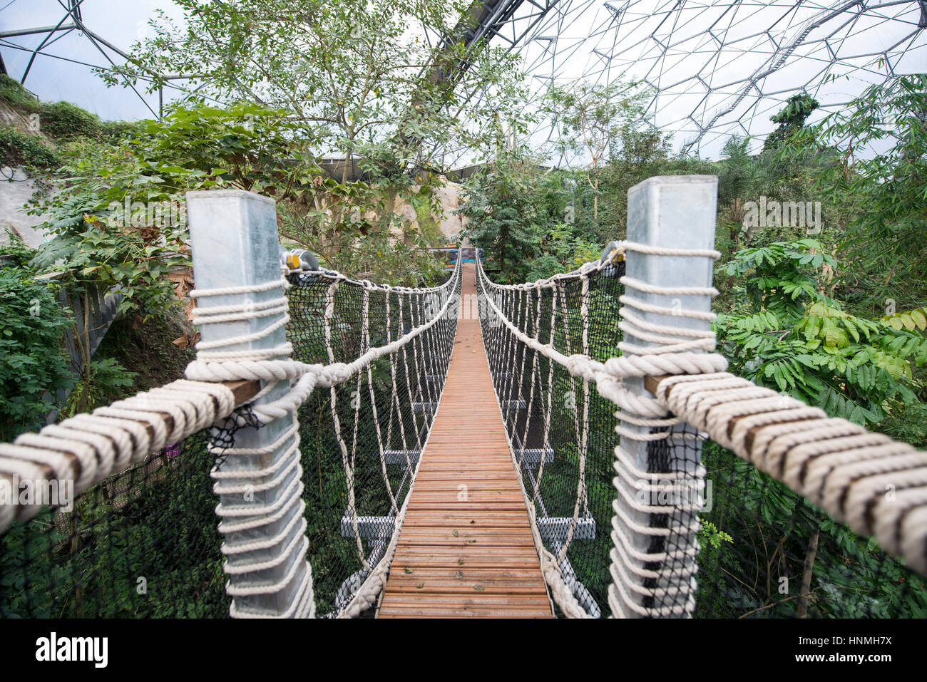 Le nouveau pont de corde à l'intérieur de la forêt tropicale, Biome Eden Project. Banque D'Images
