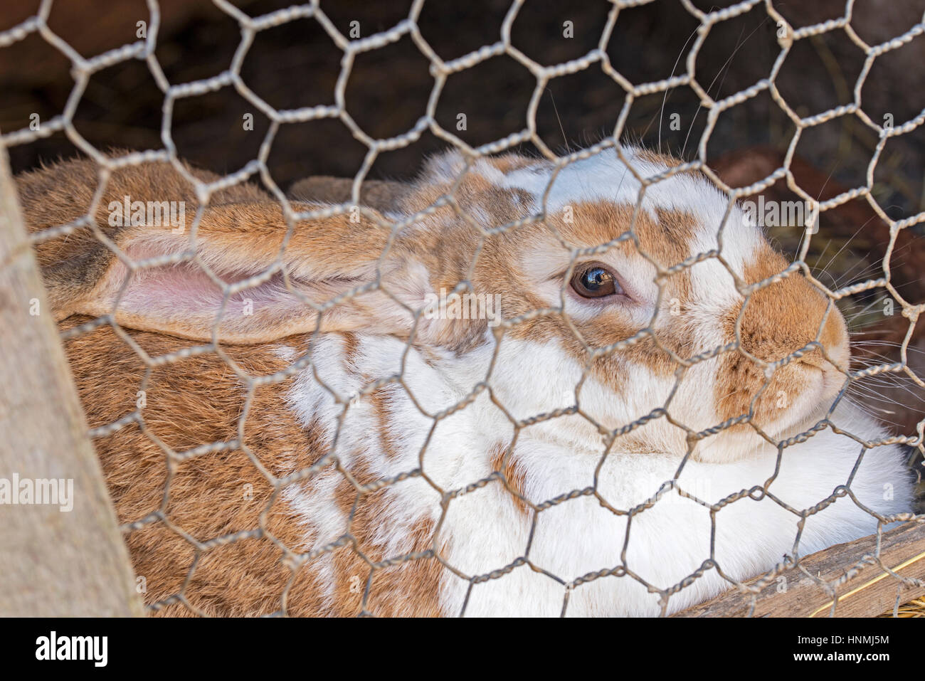 lapin en cage Banque D'Images