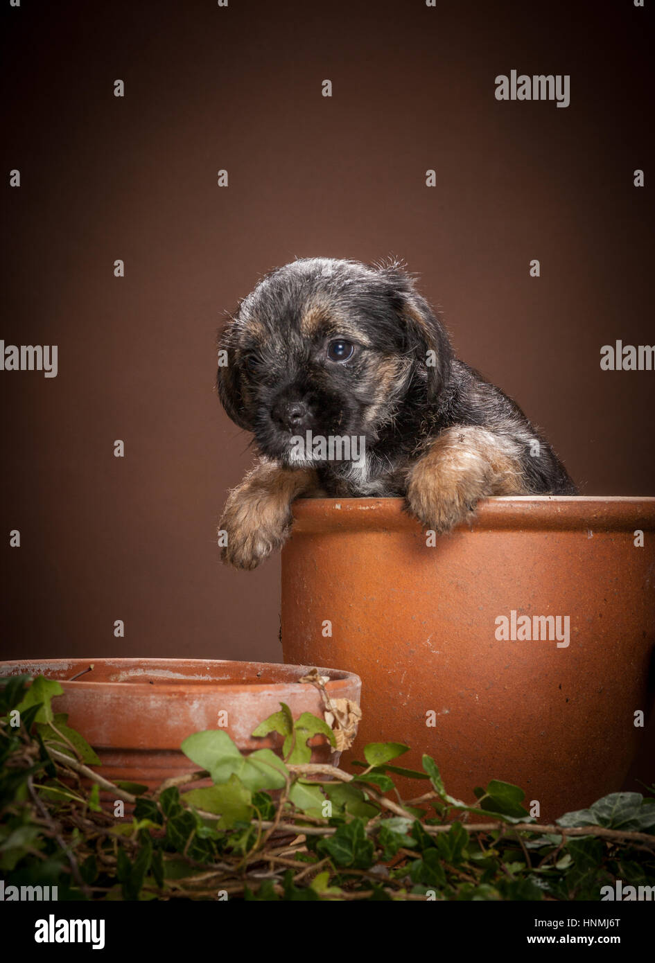 Portraits en studio de Border terriers Banque D'Images