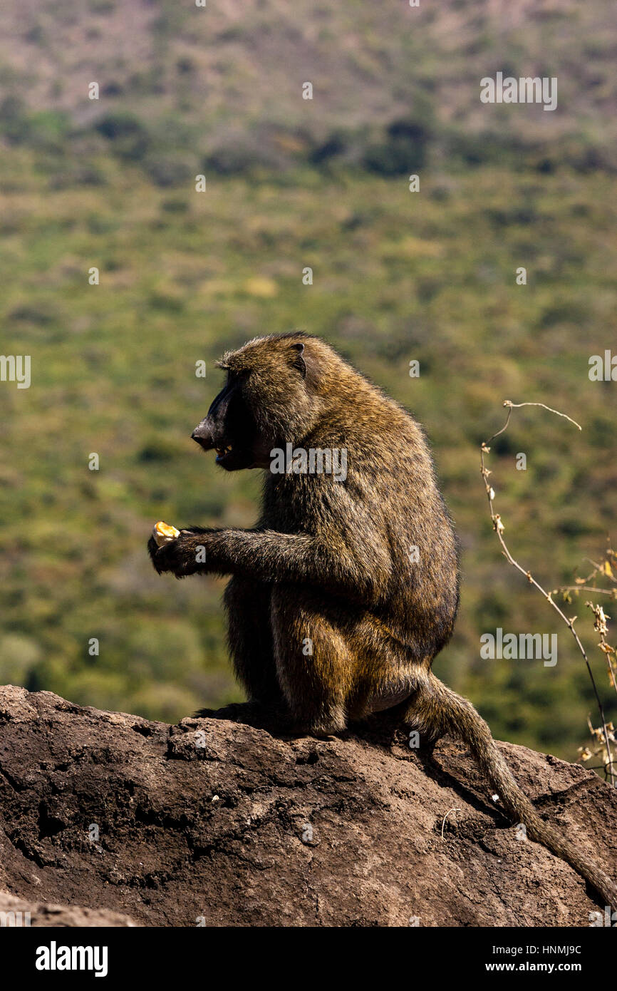 Un babouin de manger un morceau de pain, le Parc National de Nechisar, Arba Minch, Ethiopie Banque D'Images