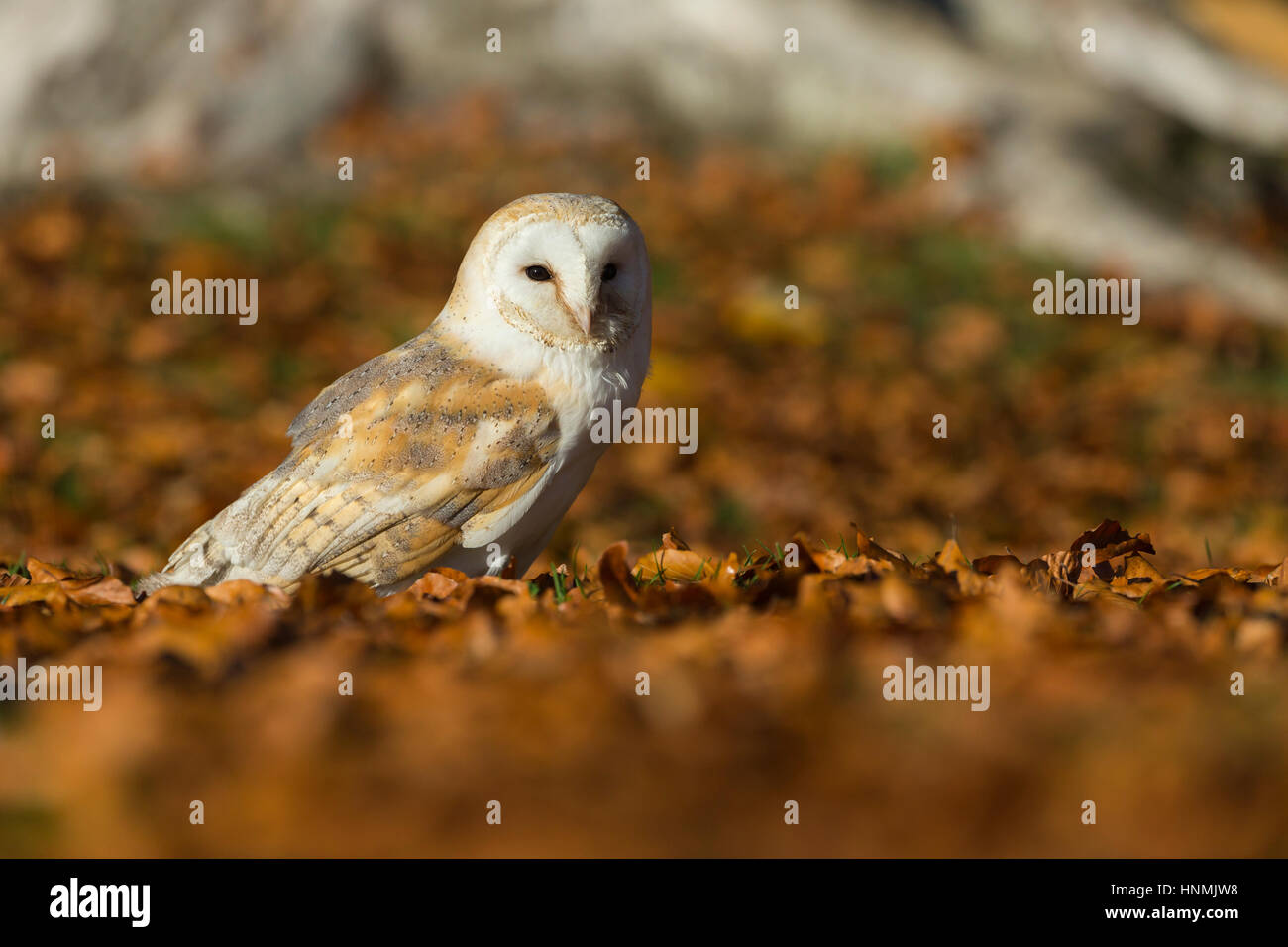 Chouette Effraie Adulte Tyto Alba Banque d'image et photos - Alamy