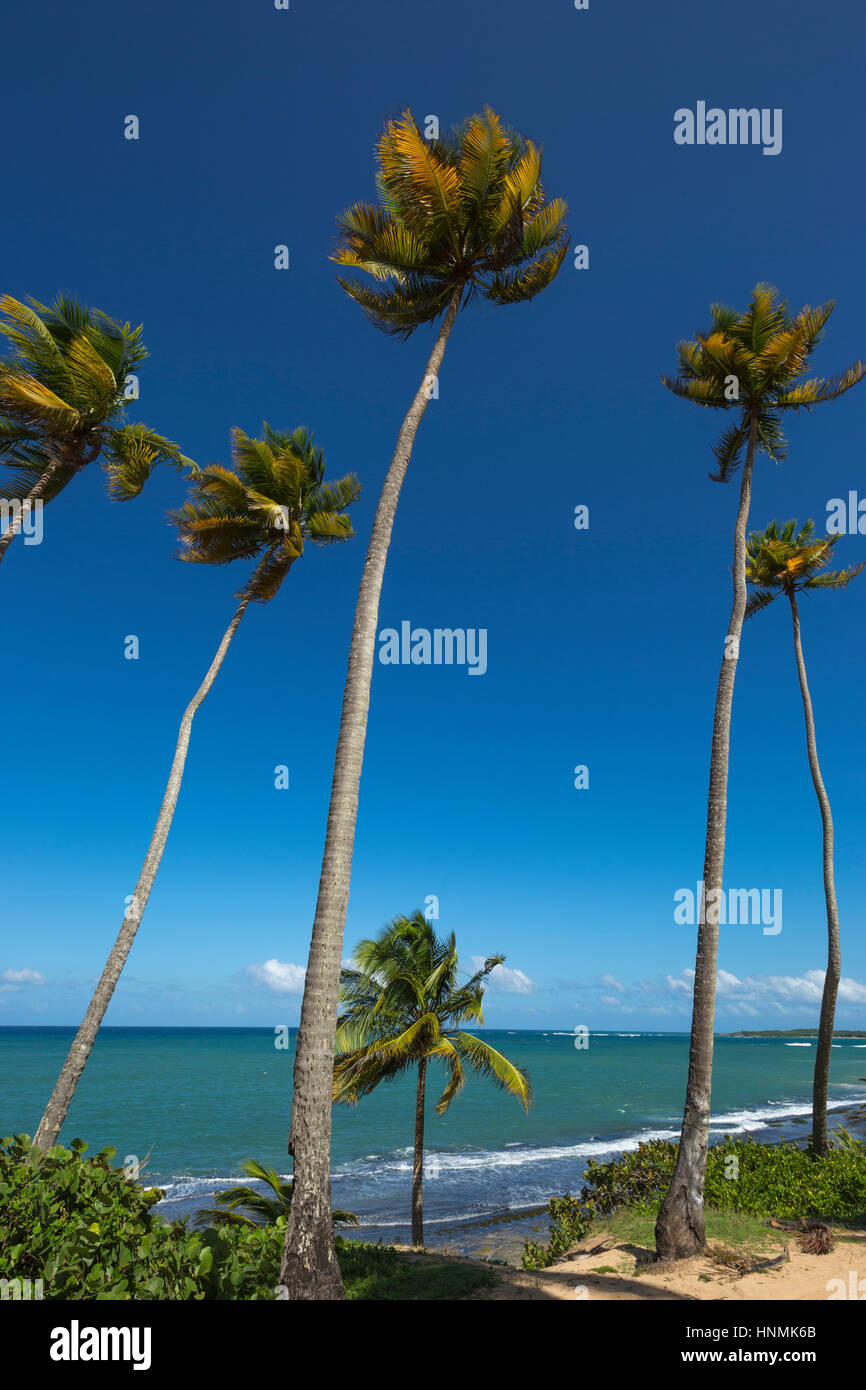 De hauts palmiers PLAYA PIÑONES STATE FOREST BEACH LOIZA PORTO RICO Banque D'Images