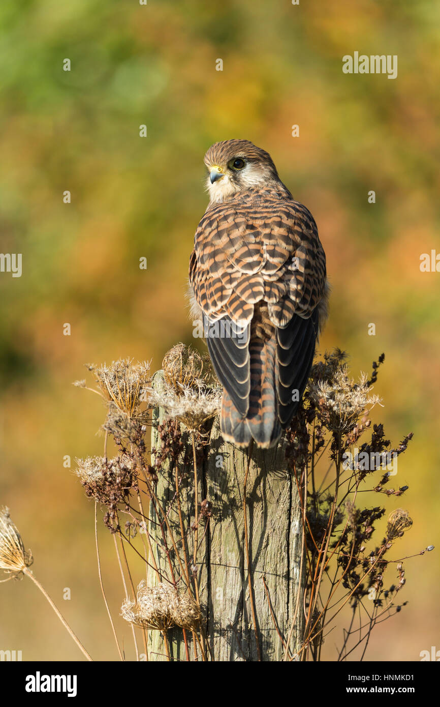 Faucon crécerelle Falco tinnunculus (captive), juvénile, perché sur piquet, Hawk Conservancy Trust, Hampshire, Royaume-Uni en novembre. Banque D'Images