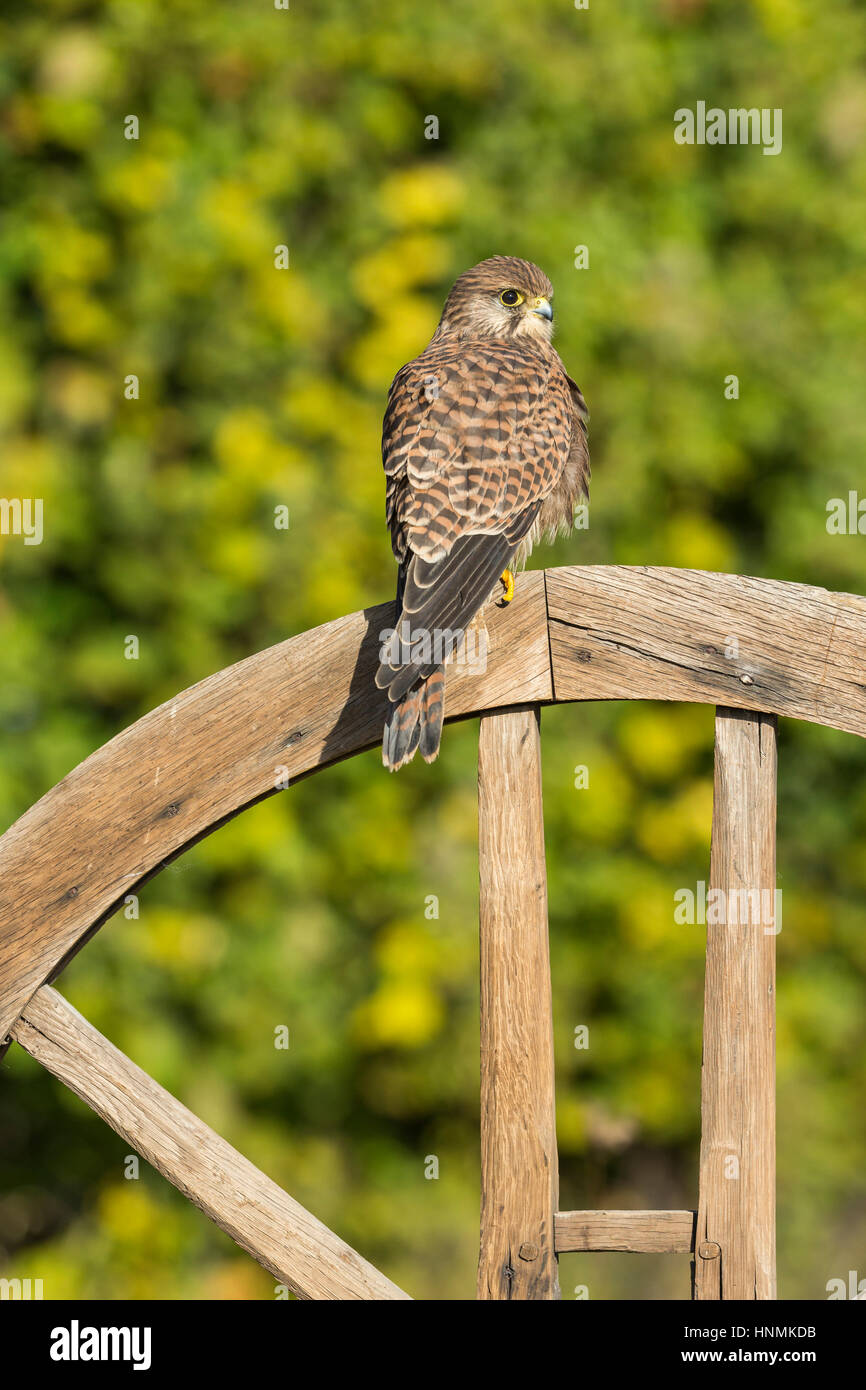 Faucon crécerelle Falco tinnunculus (captive), juvénile, sur roue en bois, Hawk Conservancy Trust, Hampshire, Royaume-Uni en novembre. Banque D'Images