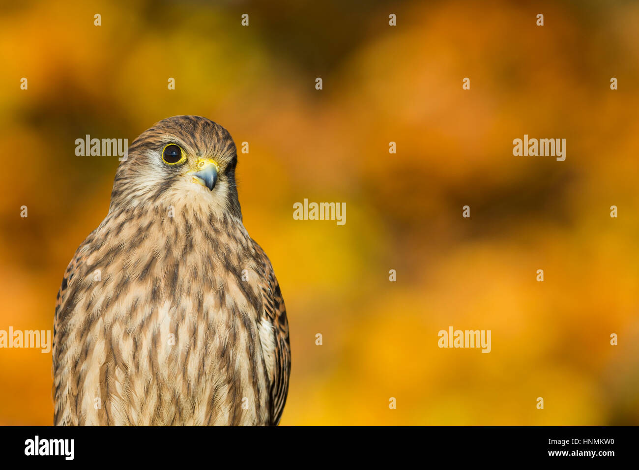 Faucon crécerelle Falco tinnunculus (captive), juvénile, avec fond orange, Hawk Conservancy Trust, Hampshire, Royaume-Uni en novembre. Banque D'Images