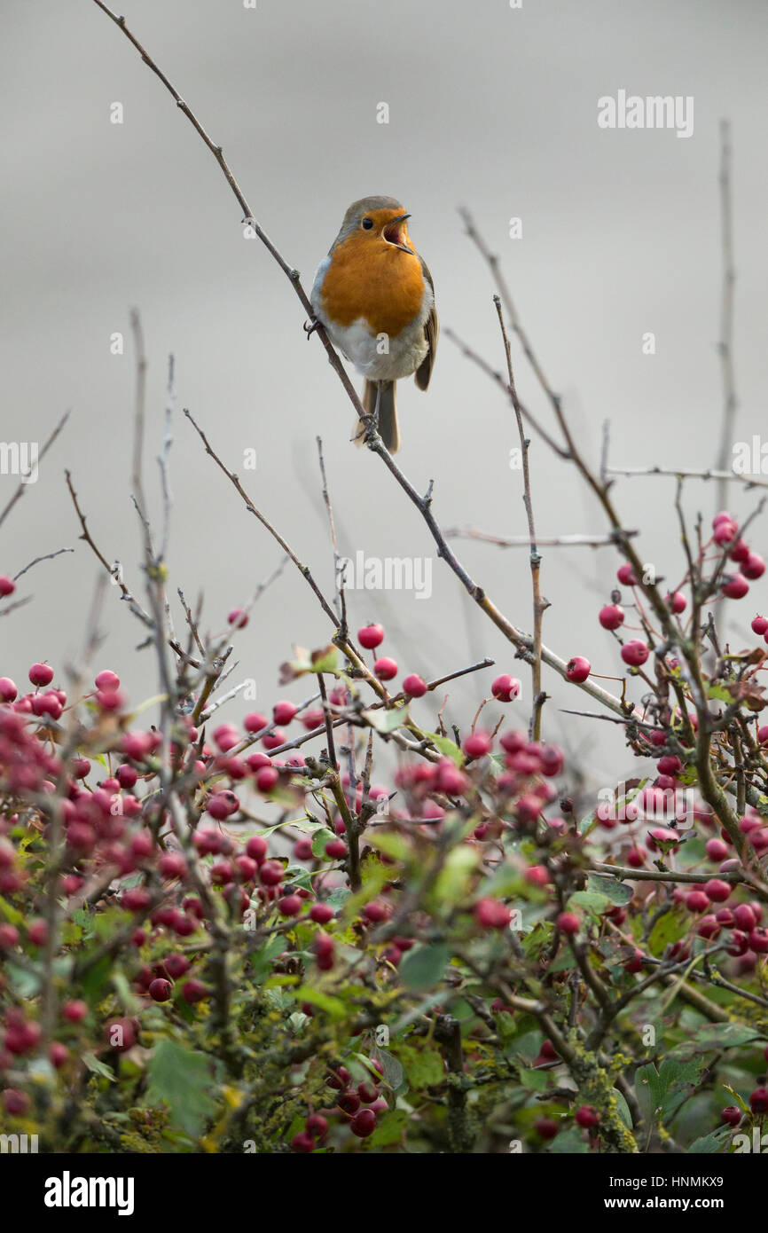 Rougegorge familier Erithacus rubecula aux abords, le chant de l'aubépine commune, bush Sand Bay, Somerset, Royaume-Uni en octobre. Banque D'Images