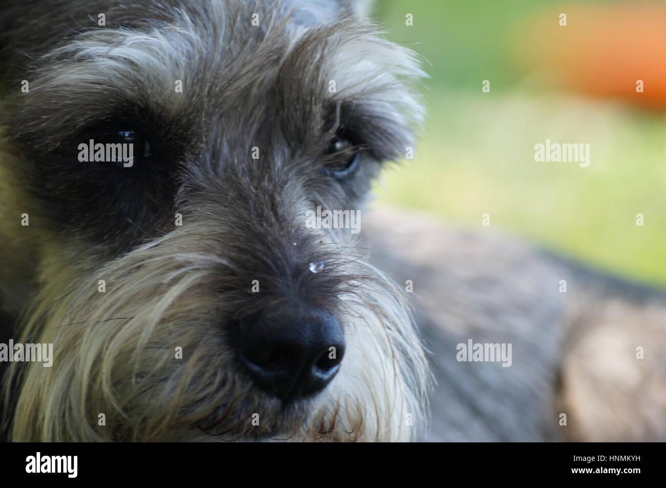 Beau chien Banque D'Images