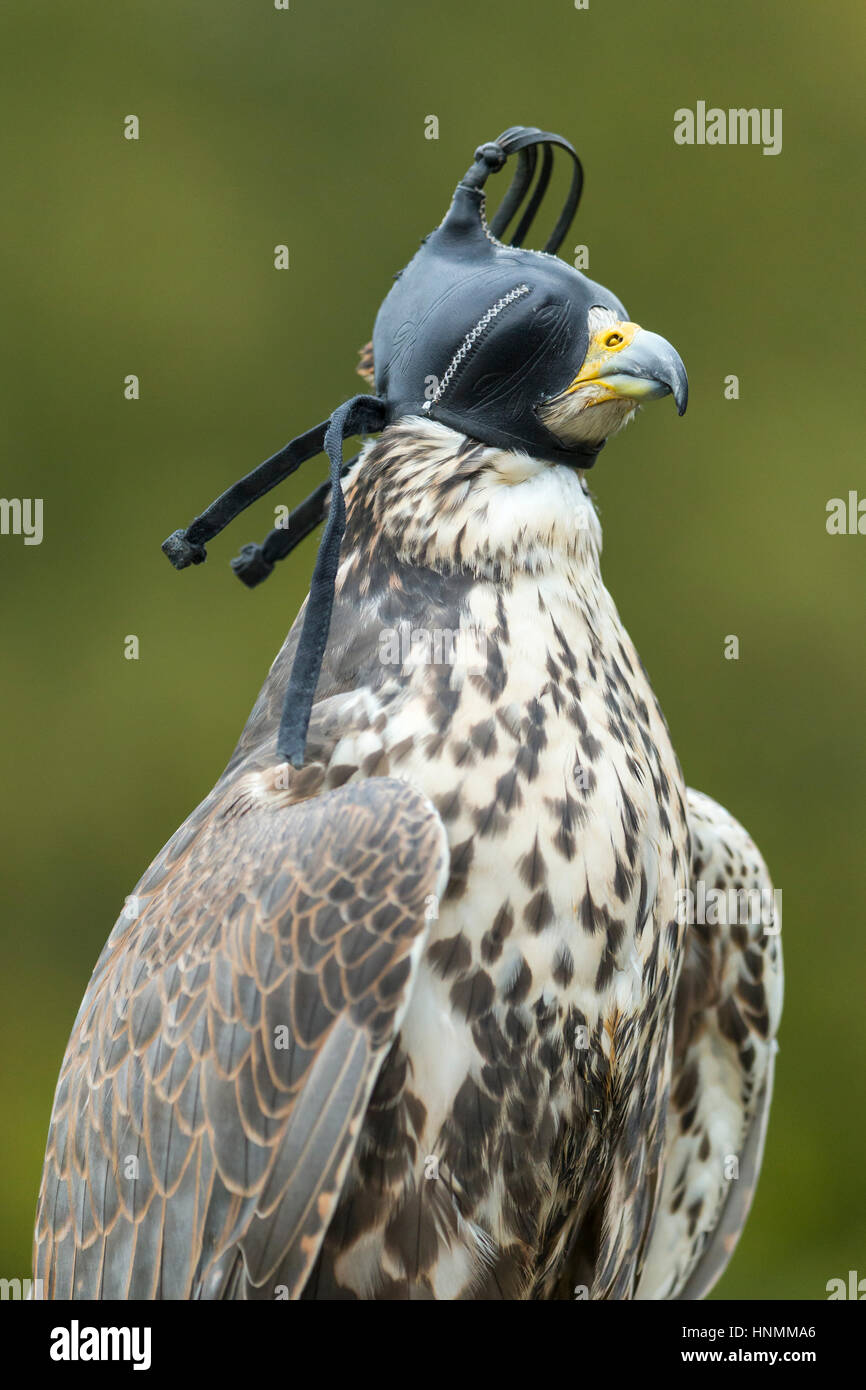 Faucon sacre Falco cherrug (captive), femelle adulte, le Port Hood, Hawk Conservancy Trust, Hampshire, Royaume-Uni en novembre 2016. Banque D'Images