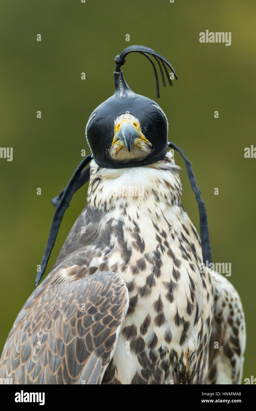 Faucon sacre Falco cherrug (captive), femelle adulte, le Port Hood, Hawk Conservancy Trust, Hampshire, Royaume-Uni en novembre 2016. Banque D'Images