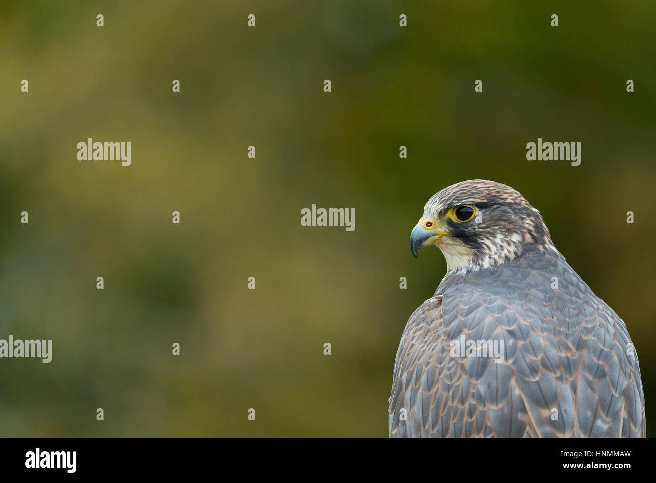 Faucon sacre Falco cherrug (captive), femelle adulte, profile head shot, Hawk Conservancy Trust, Hampshire, Royaume-Uni en novembre. Banque D'Images