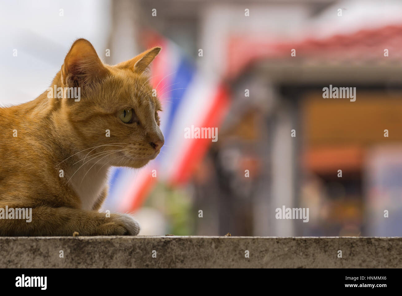 Un portrait d'un chat, avec un pavillon thaï dans l'arrière-plan. Banque D'Images