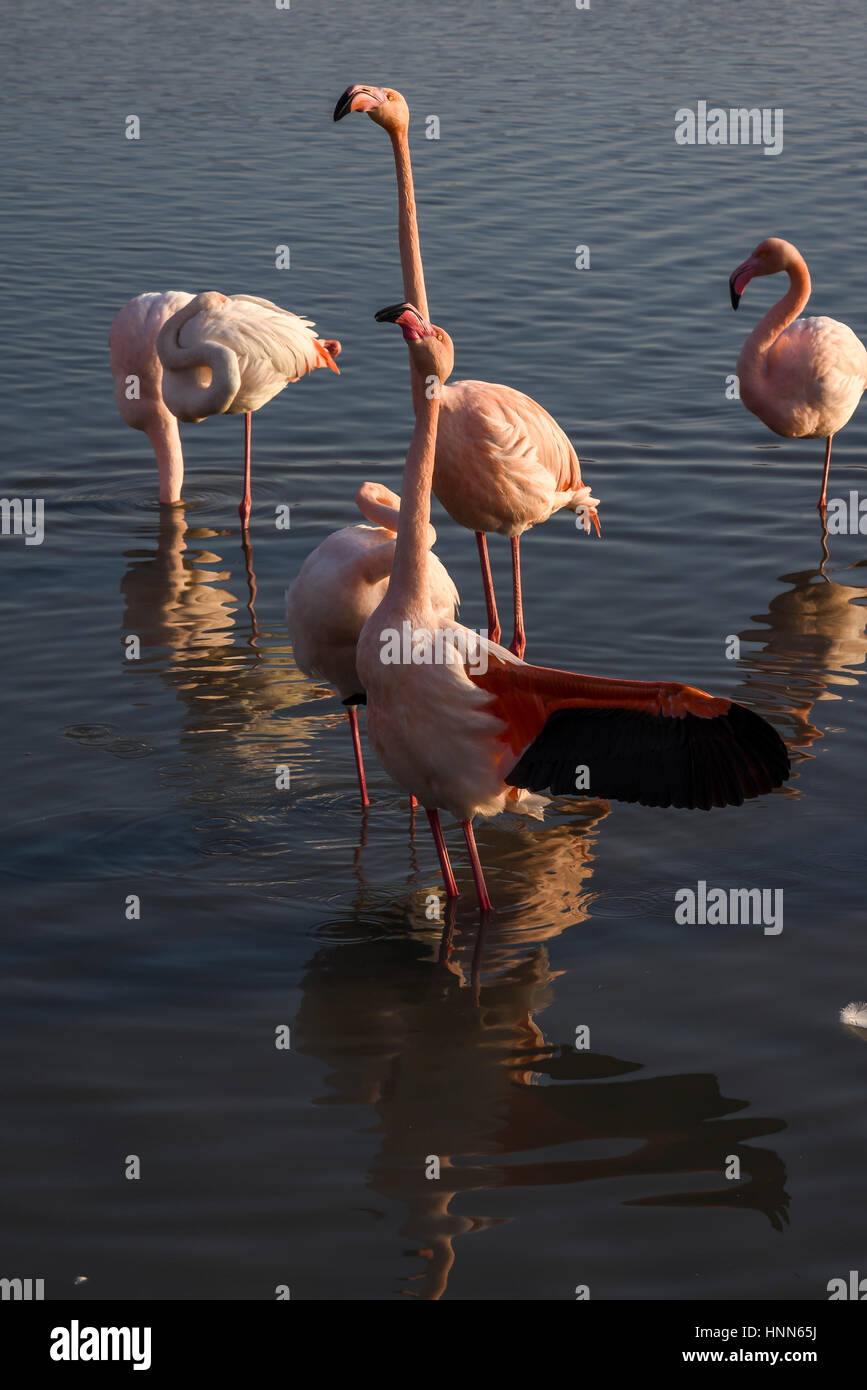 Parade nuptiale de flamants roses en Camargue . L'ouverture de leurs ailes pour montrer leurs couleurs vives comme un signe de bonne santé.Le parc ornithologique de pont Banque D'Images