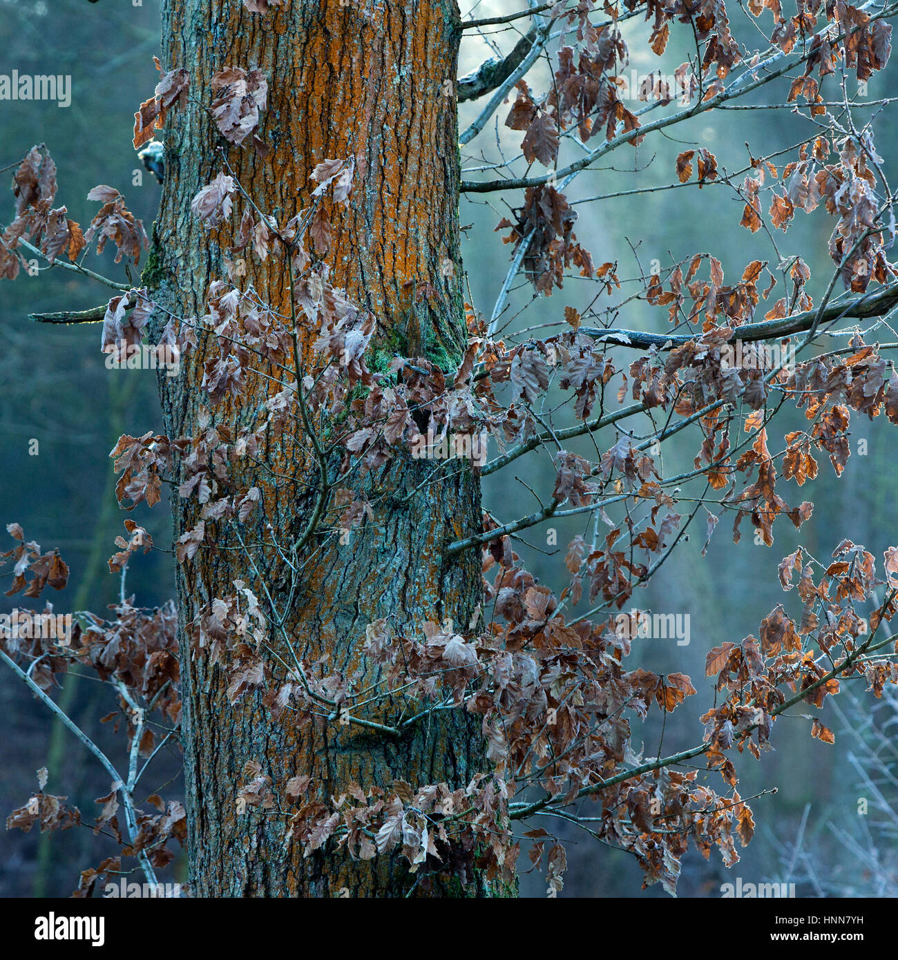 Couleur d'hiver de chêne sur Cannock Chase Zone de Beauté Naturelle Exceptionnelle en hiver Banque D'Images