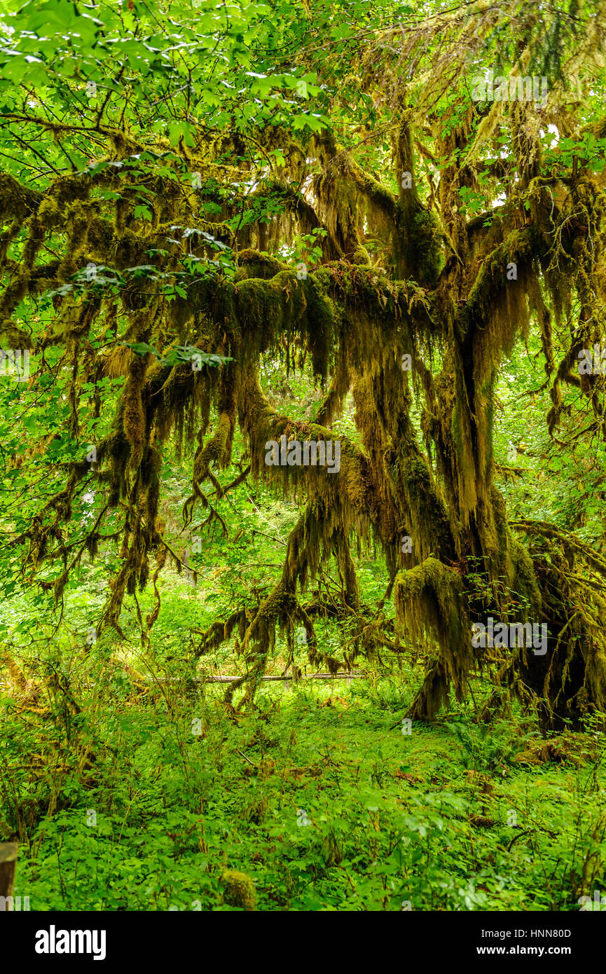 Arbre noueux recouverts de mousse dans la forêt tropicale de Hoh tempérées.,Olympic National Park, Washington State, USA Banque D'Images