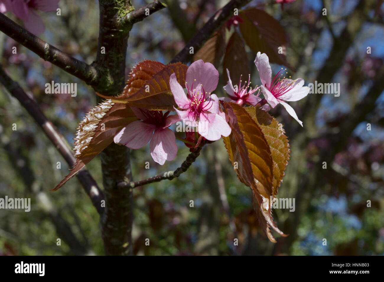 Prunus Spire de Rose Banque D'Images