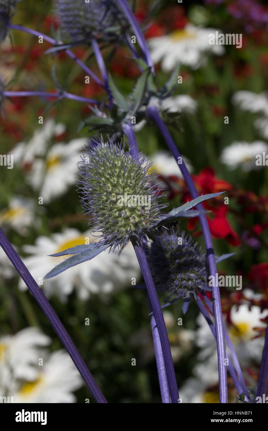 Eryngium planum ou la mer holly et Leucanthemum x superbum dans l'arrière-plan Banque D'Images