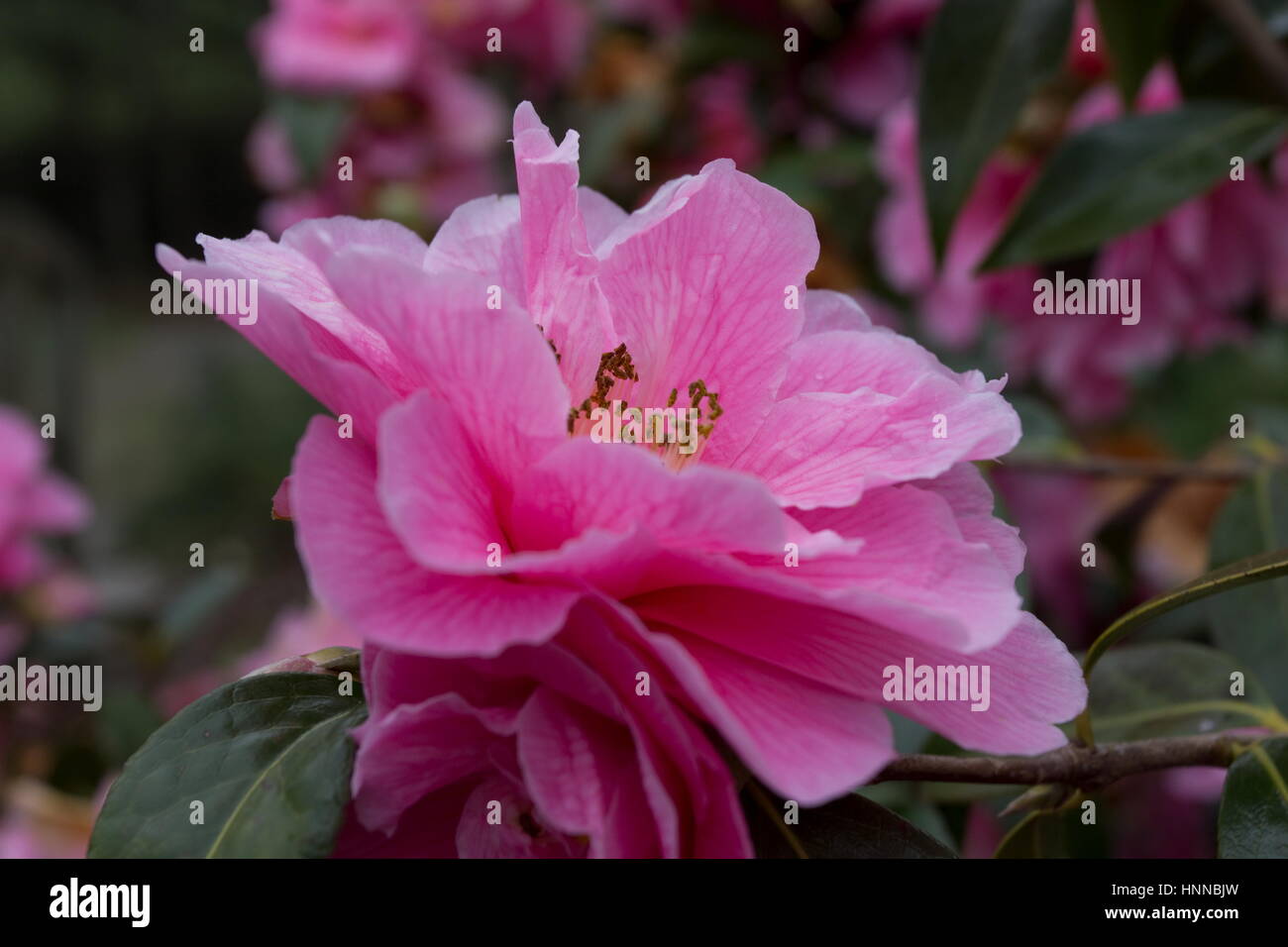 Camellia x williamsii Don Banque D'Images